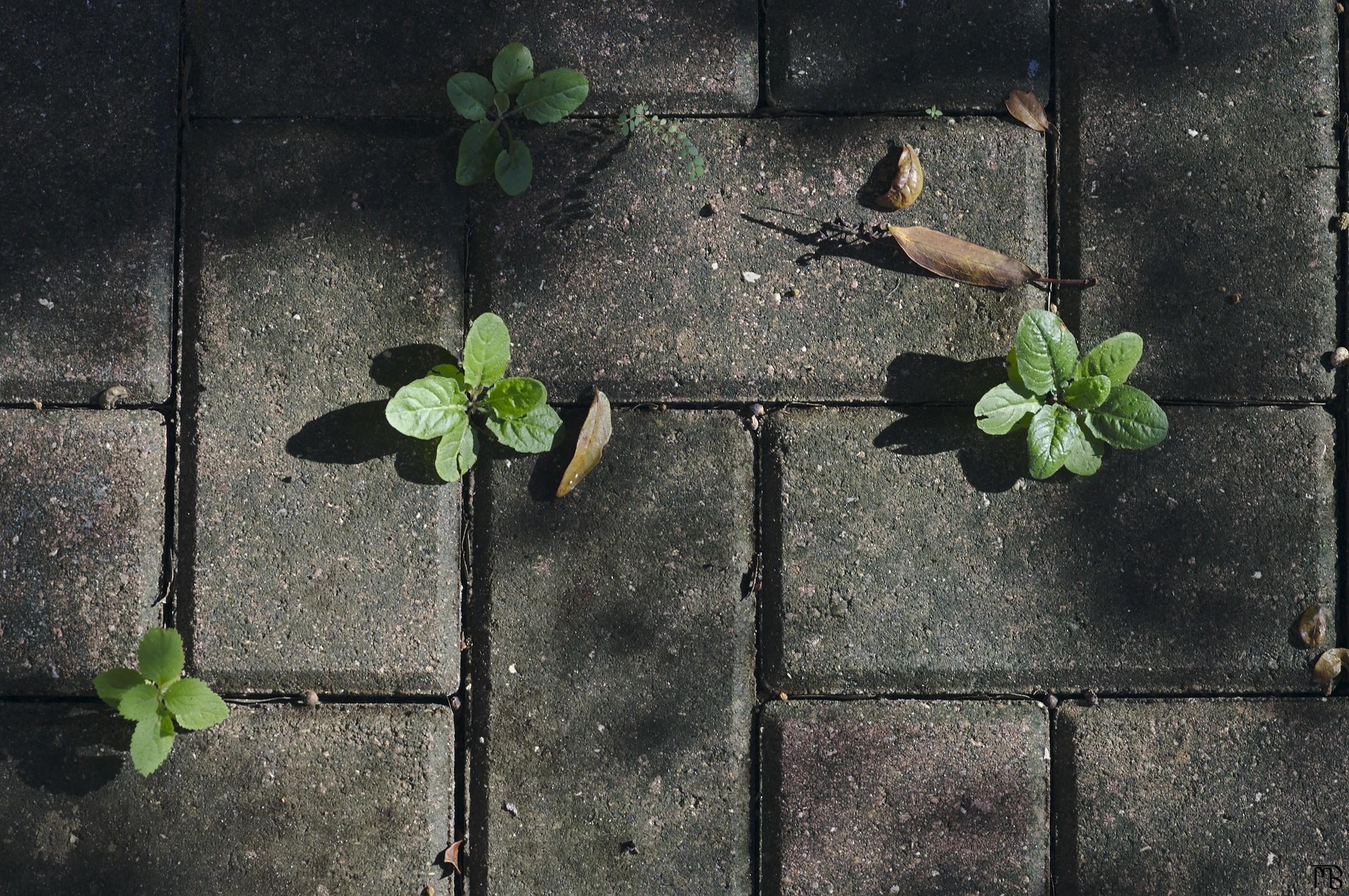 Bricks in pattern with plants