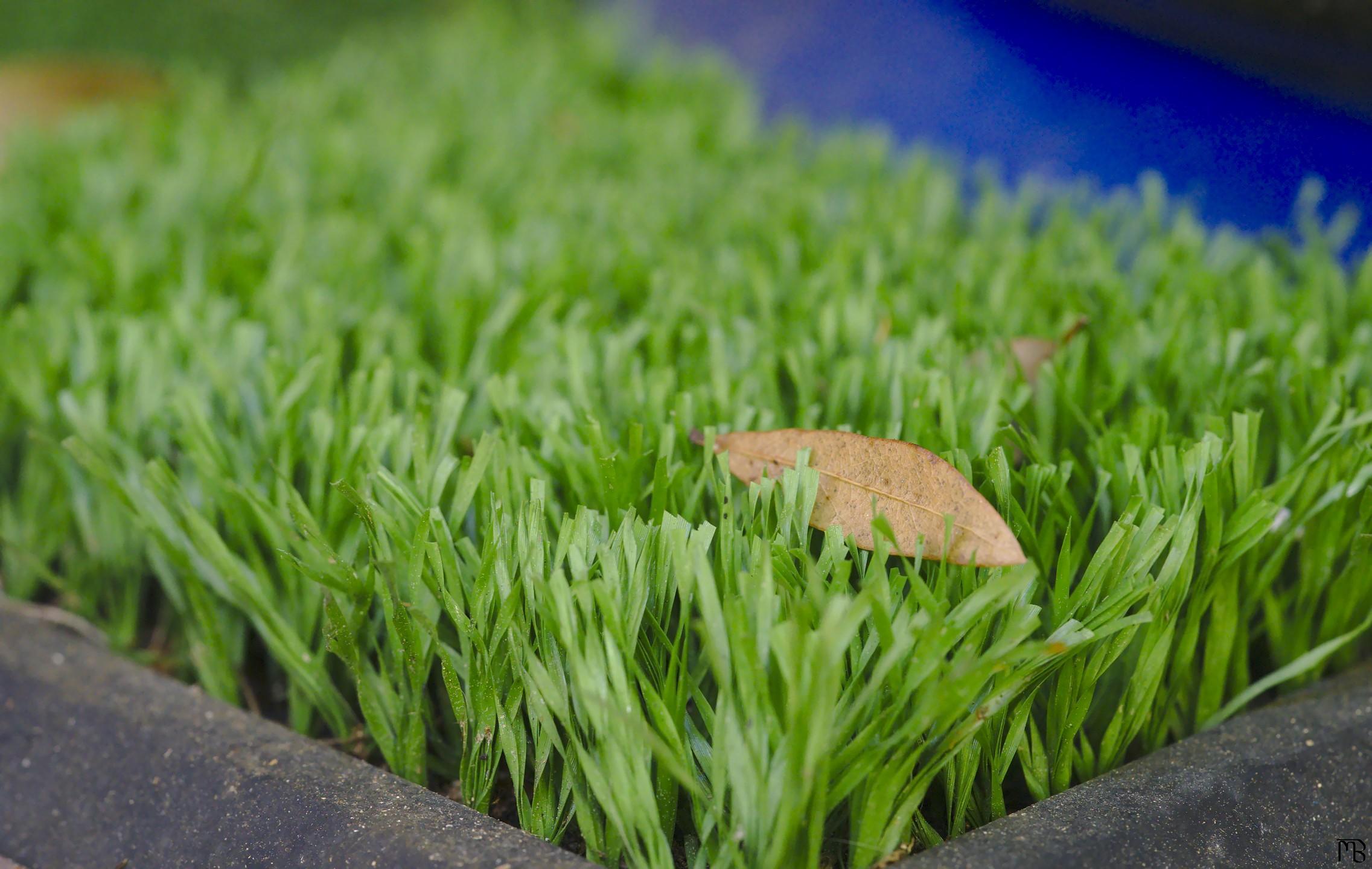 Leaf on fake grass