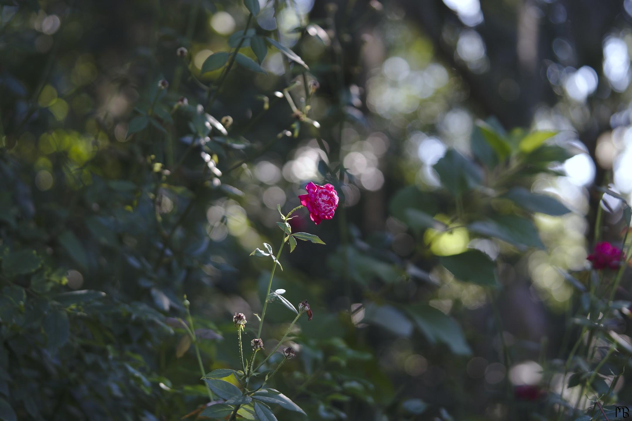 Red flower in sun