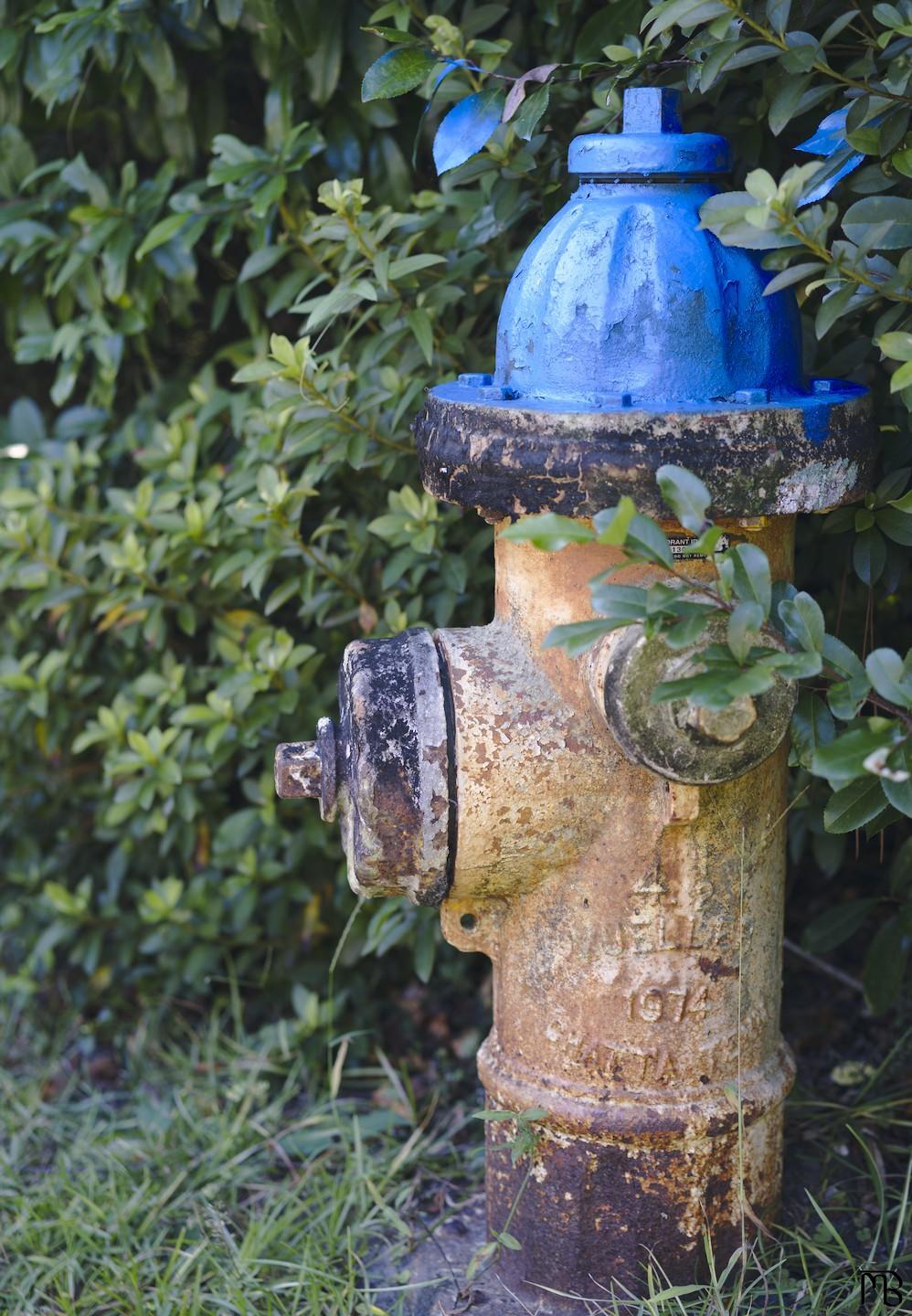 Rusty fire hydrant in bush