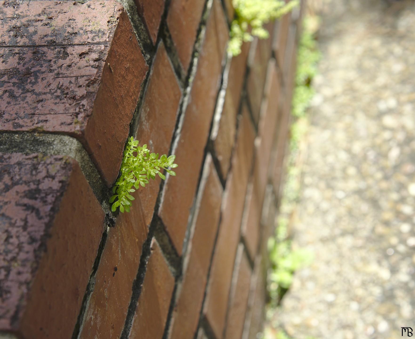 Plant growing on side of brick wall