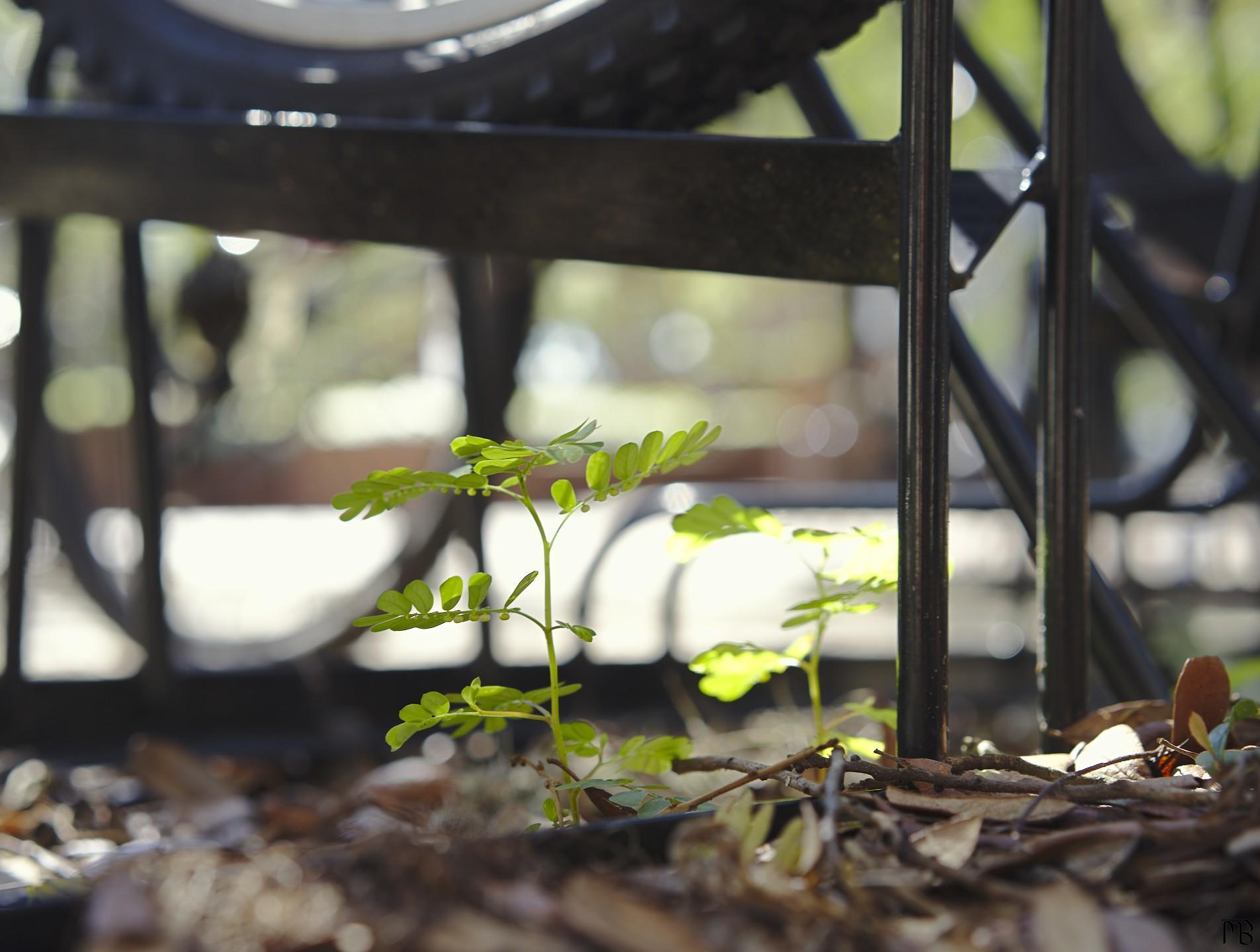 Little green plant near bike rack