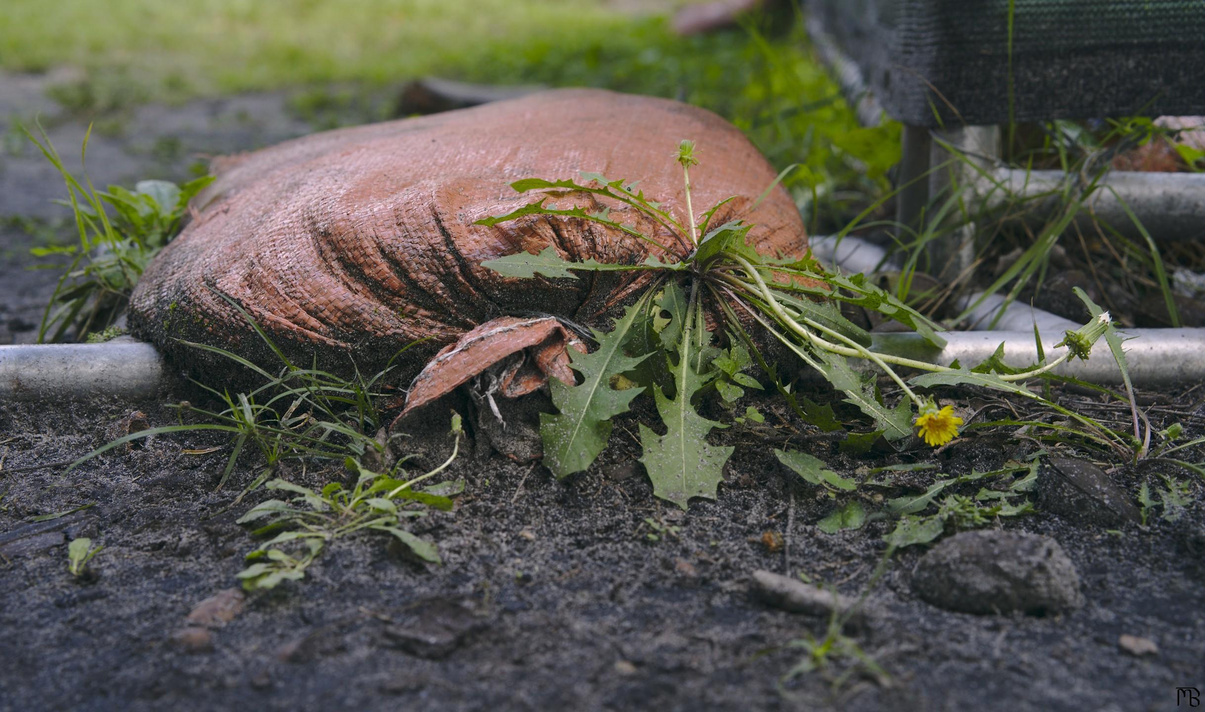 Orange sand bag near plant