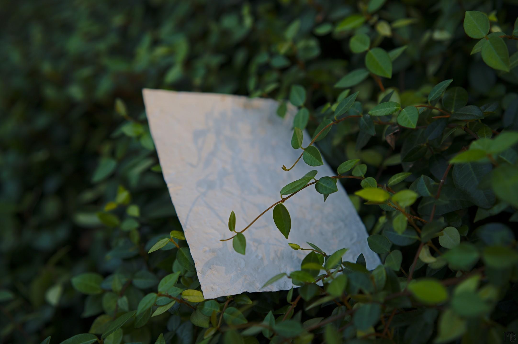 Piece of paper in bush