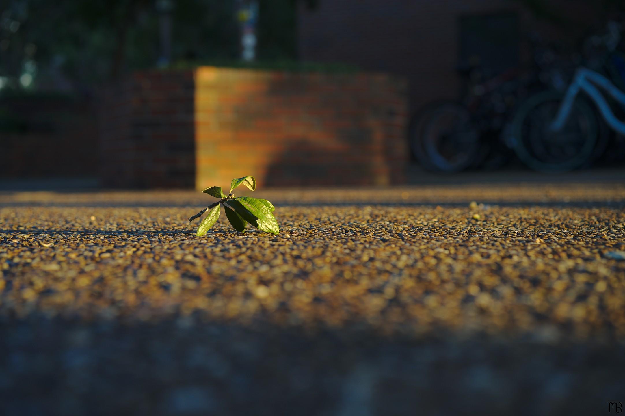 Leaf on ground in sunset