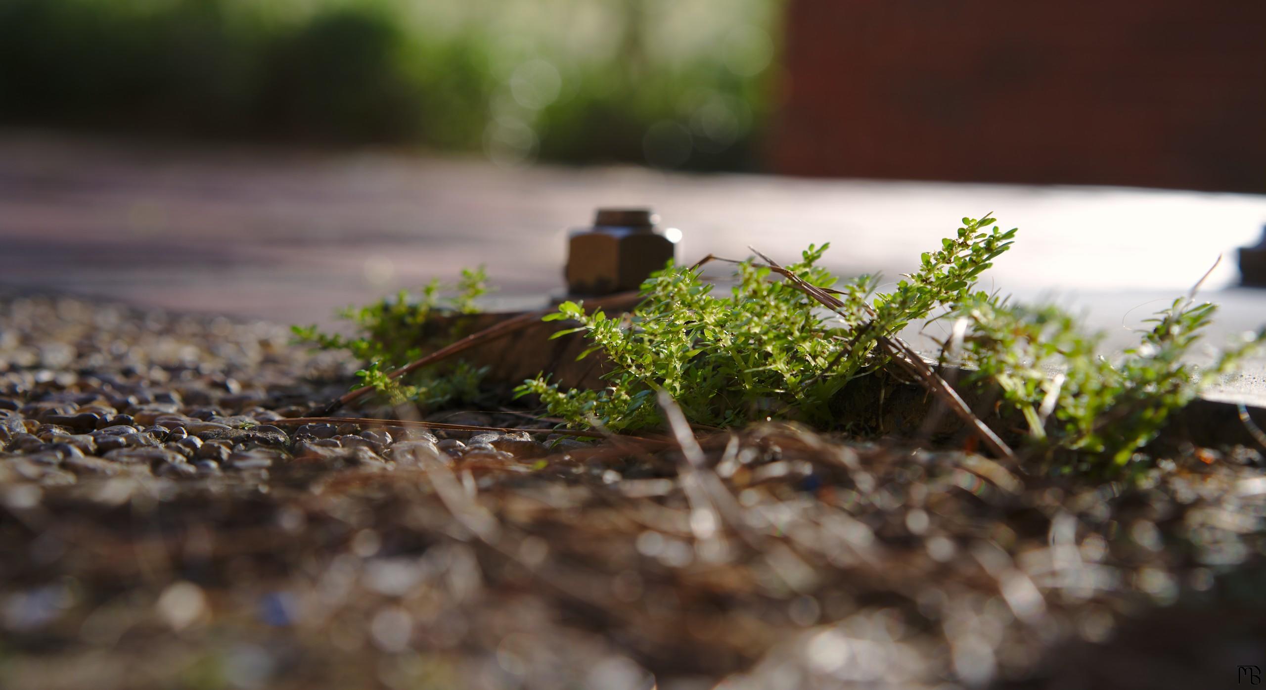 Little plant growing on stone