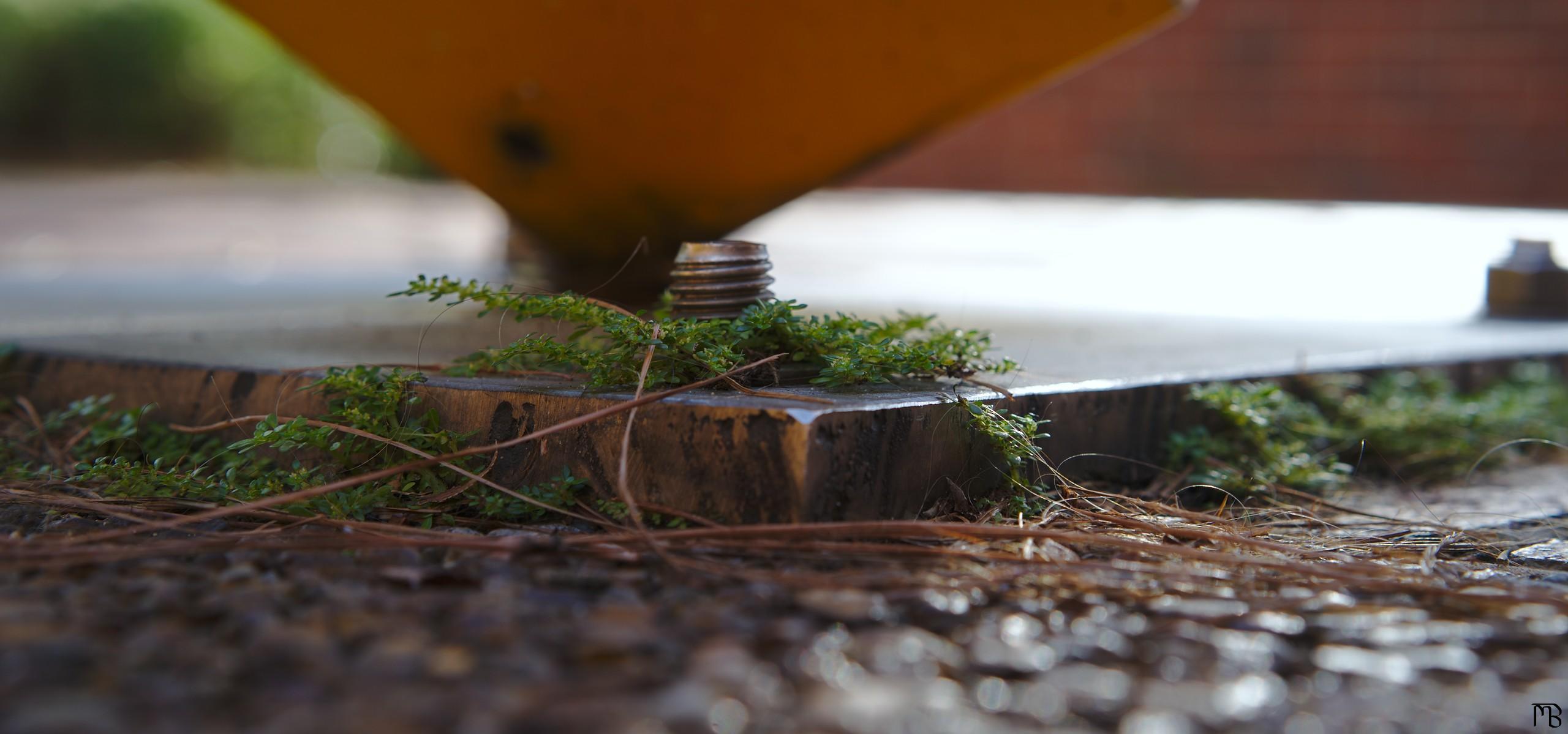 Little green plant around screw