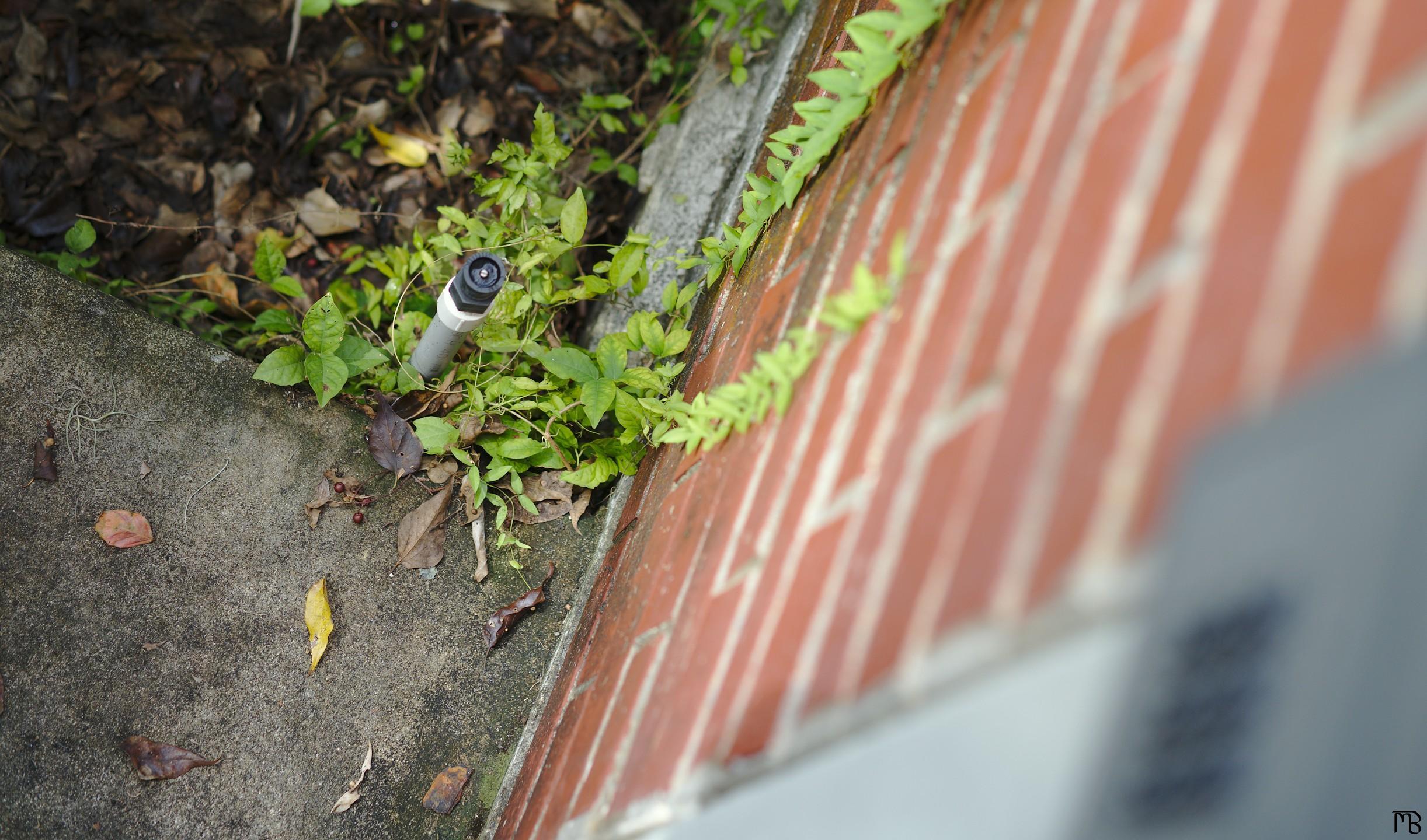 Brick wall with green fern