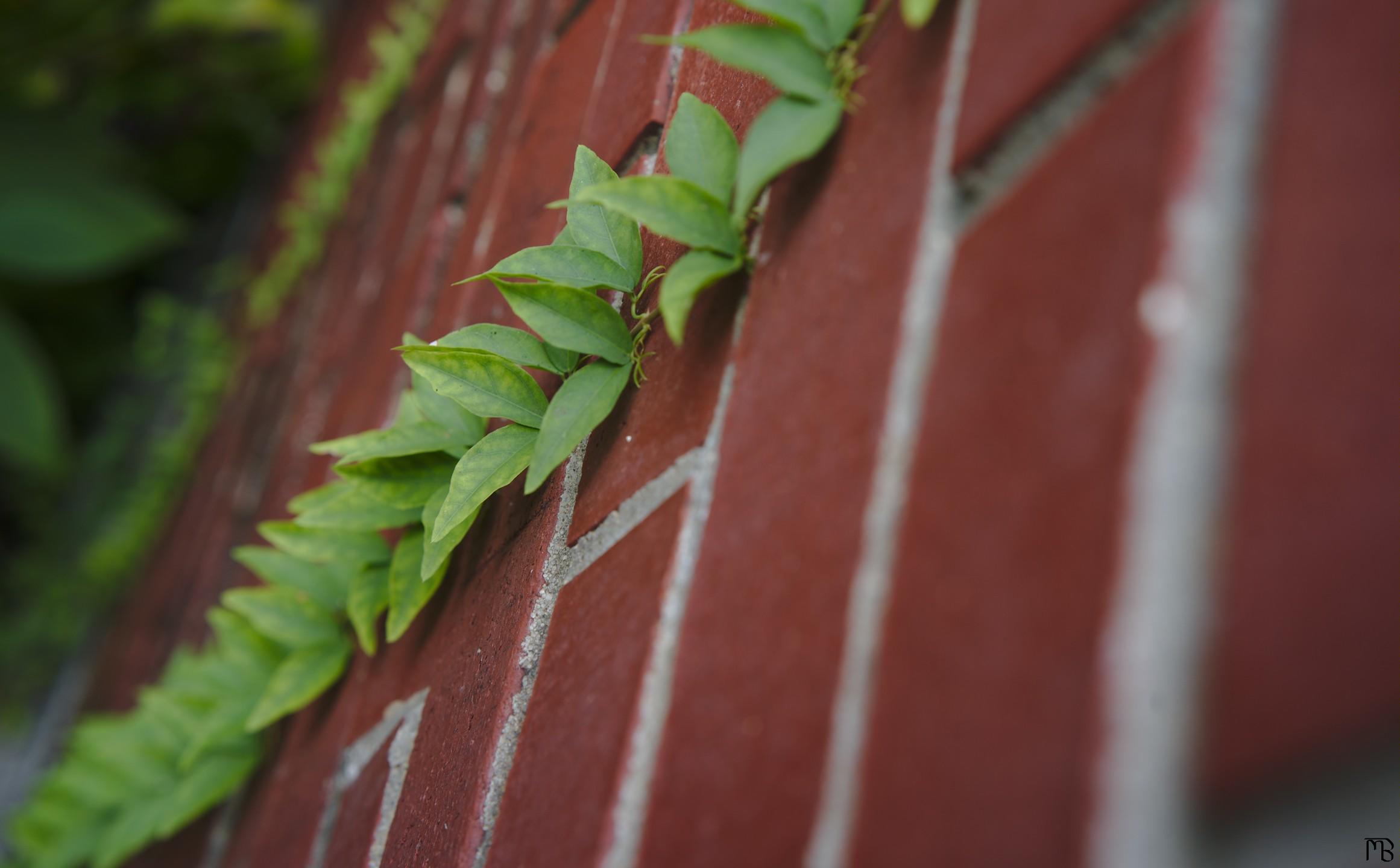 Green fern on brick