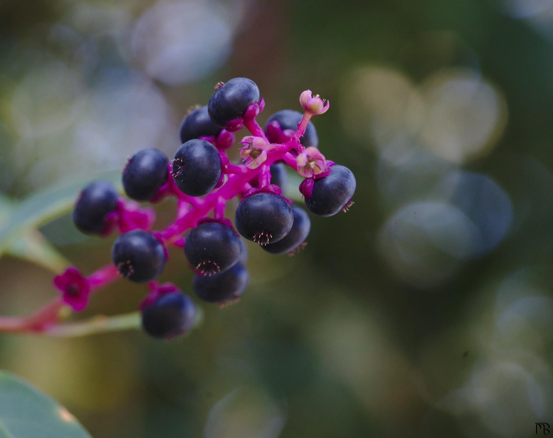 Purple berries on stem