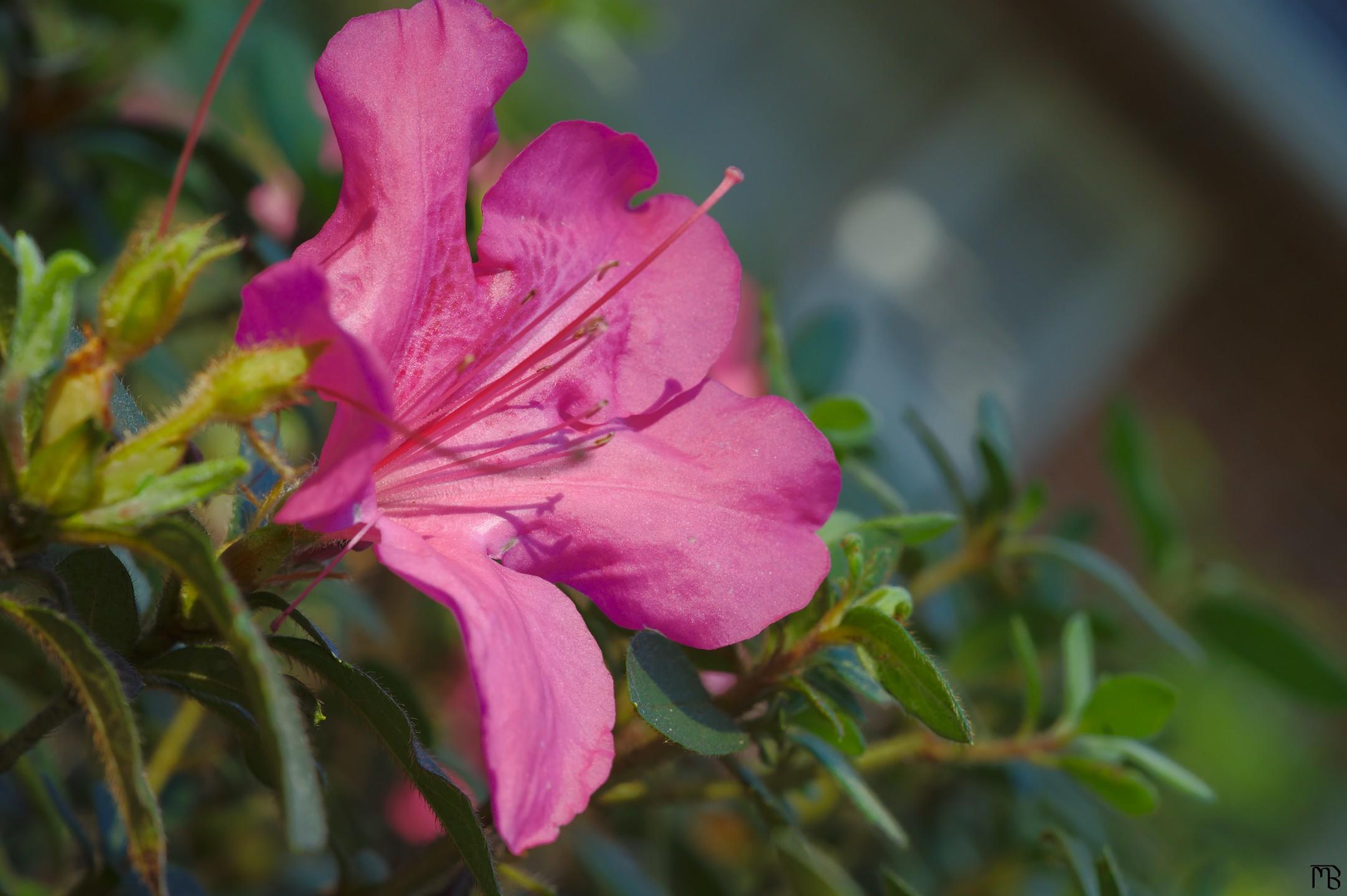 Pink flower in bush