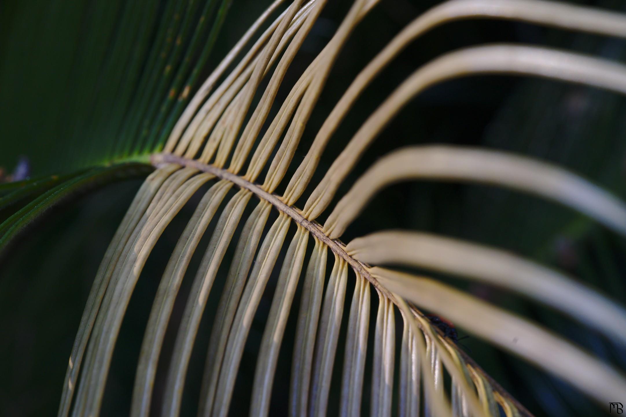 Yellow fern