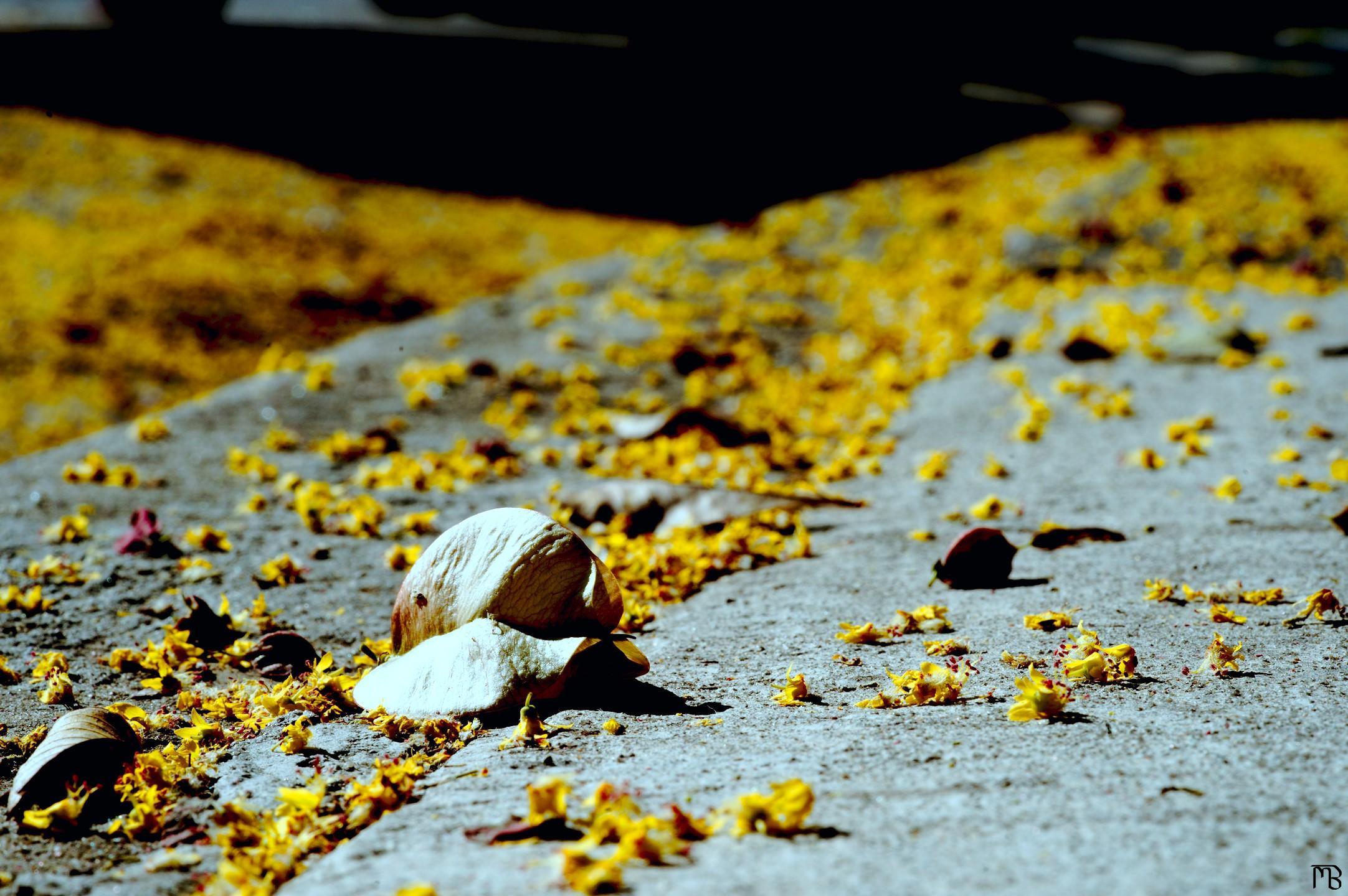 Arty yellow flower buds on street