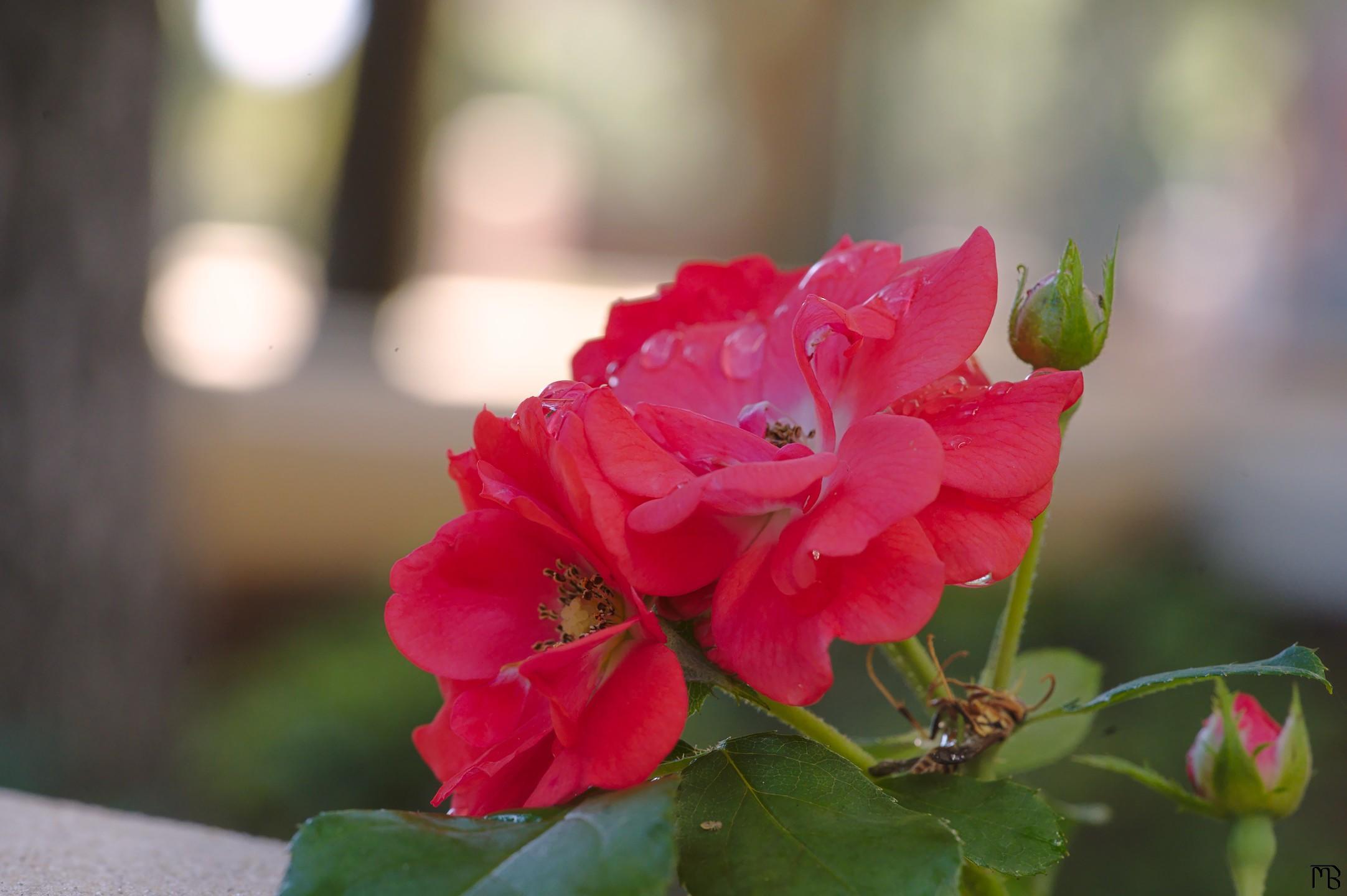 Red flowers near bench