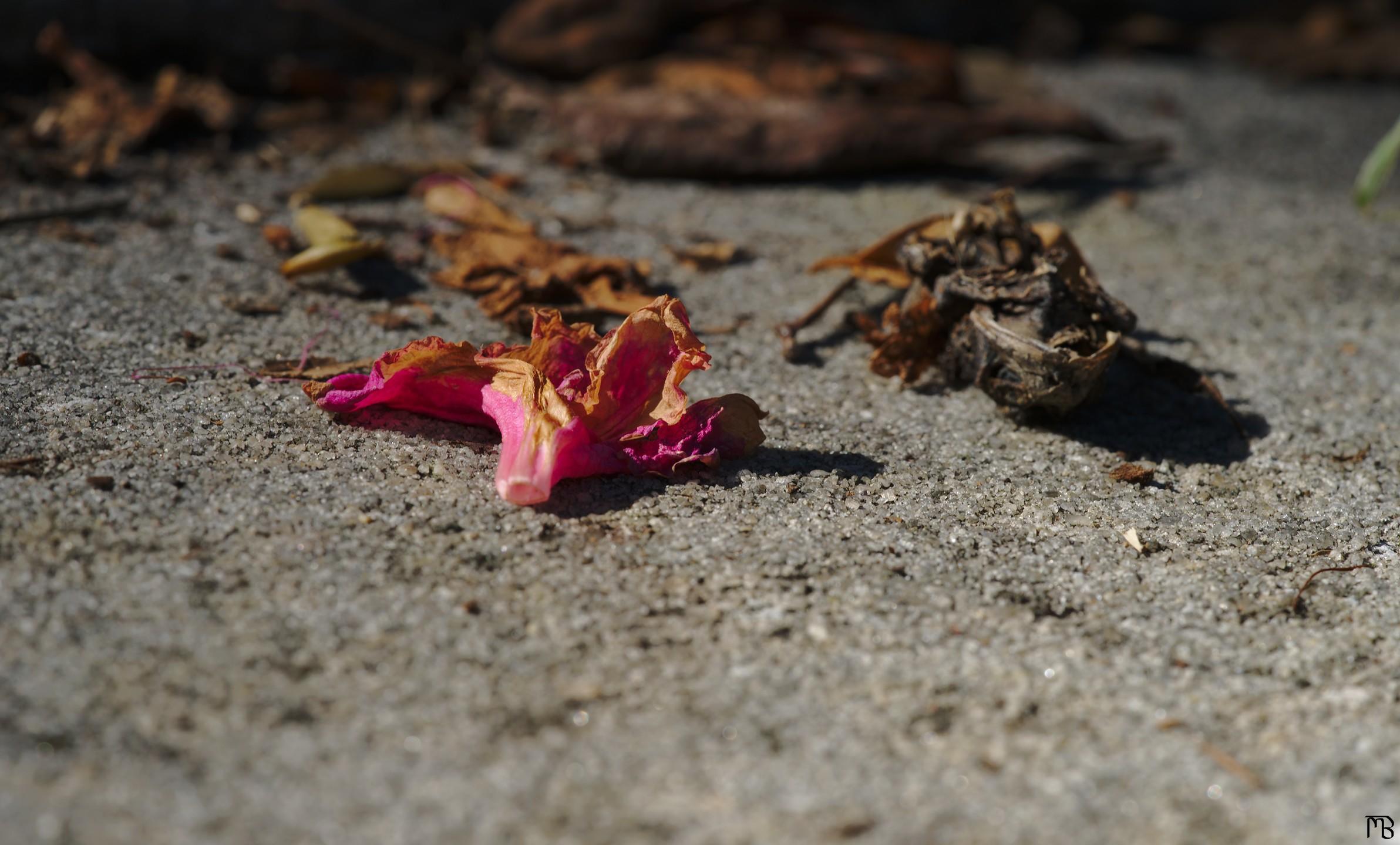 Dead pink flower on sidewalk