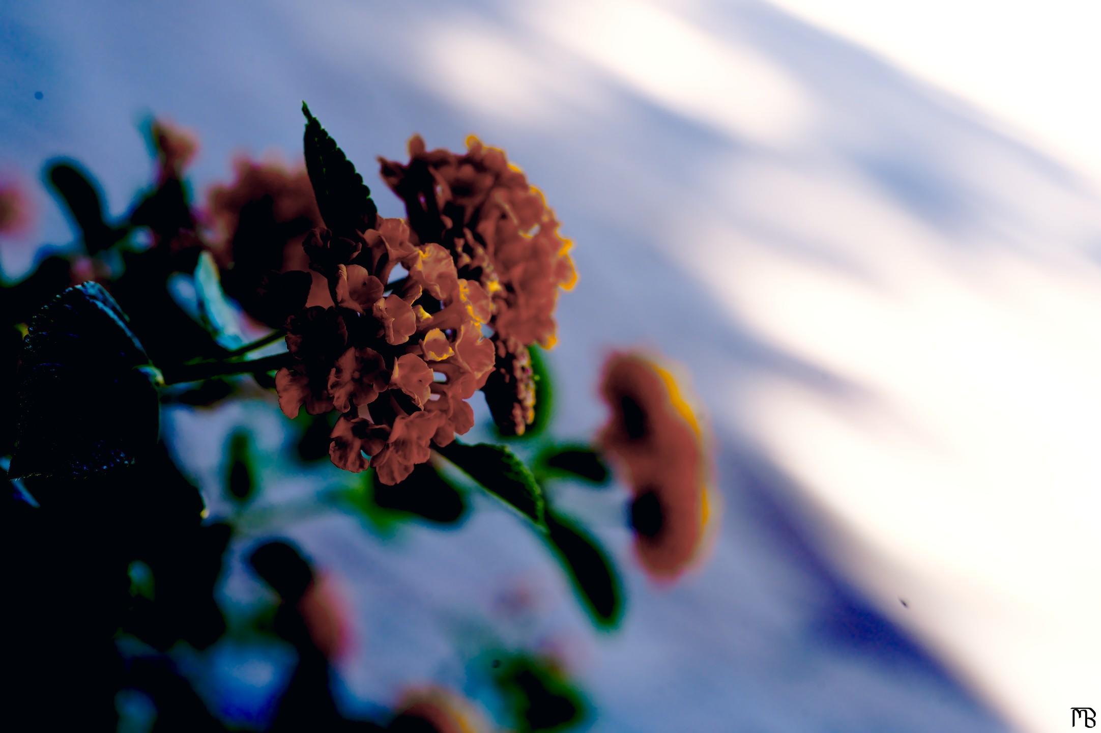 Arty yellow flower buds above sidewalk