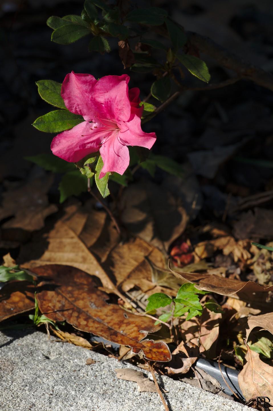 Red flower above sidewalk