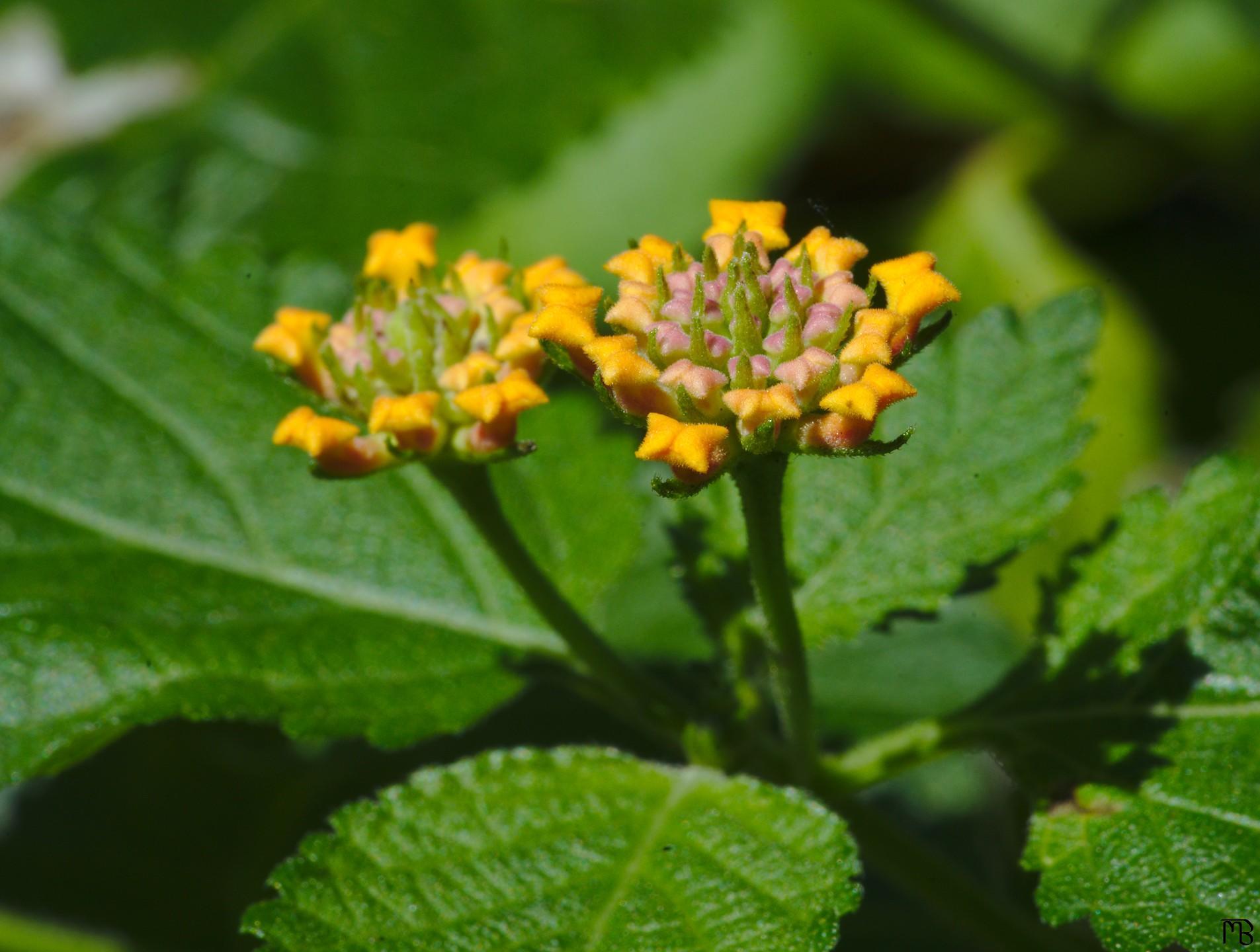 Yellow flower in bush