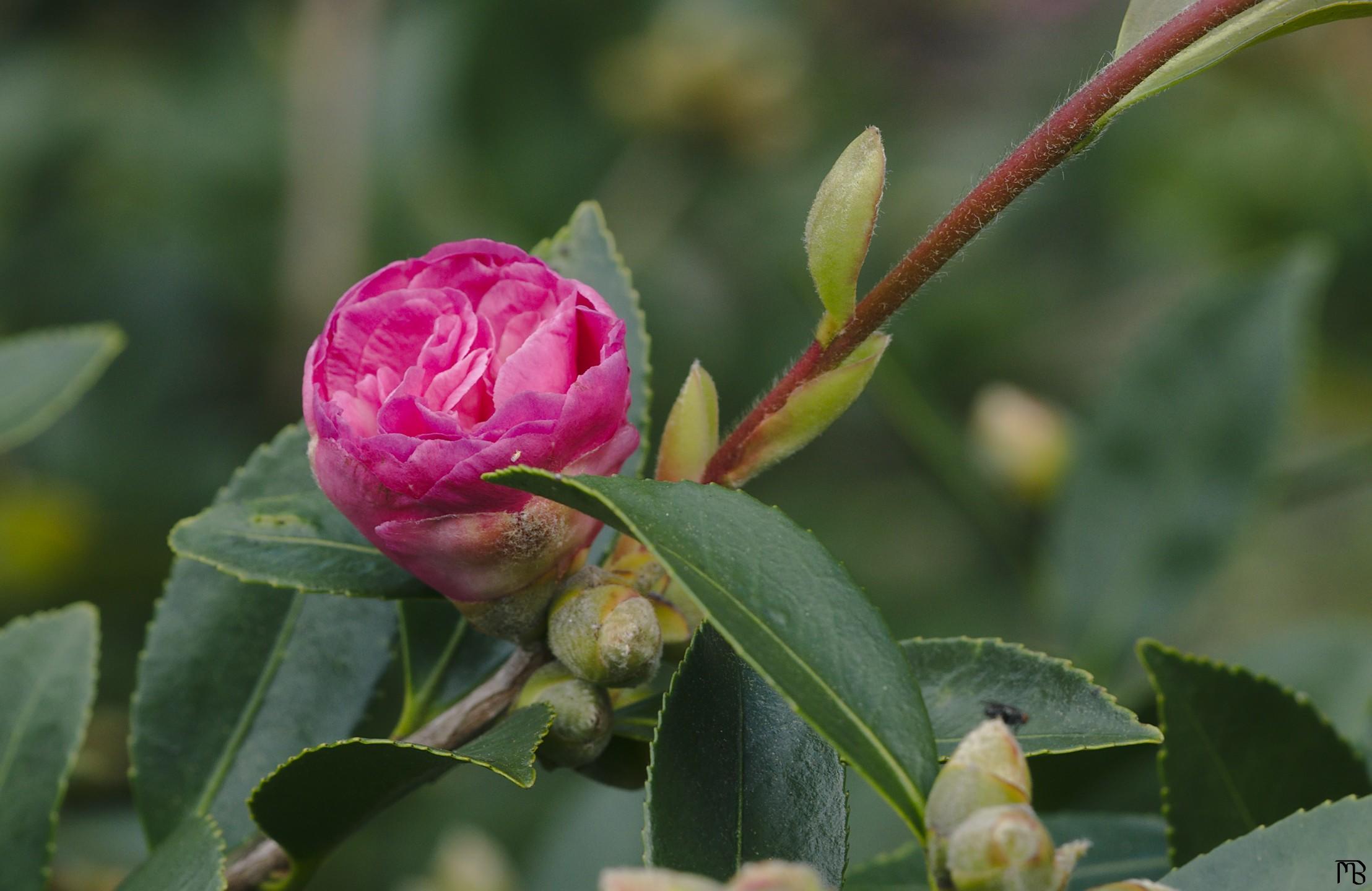 Pink flower in bush