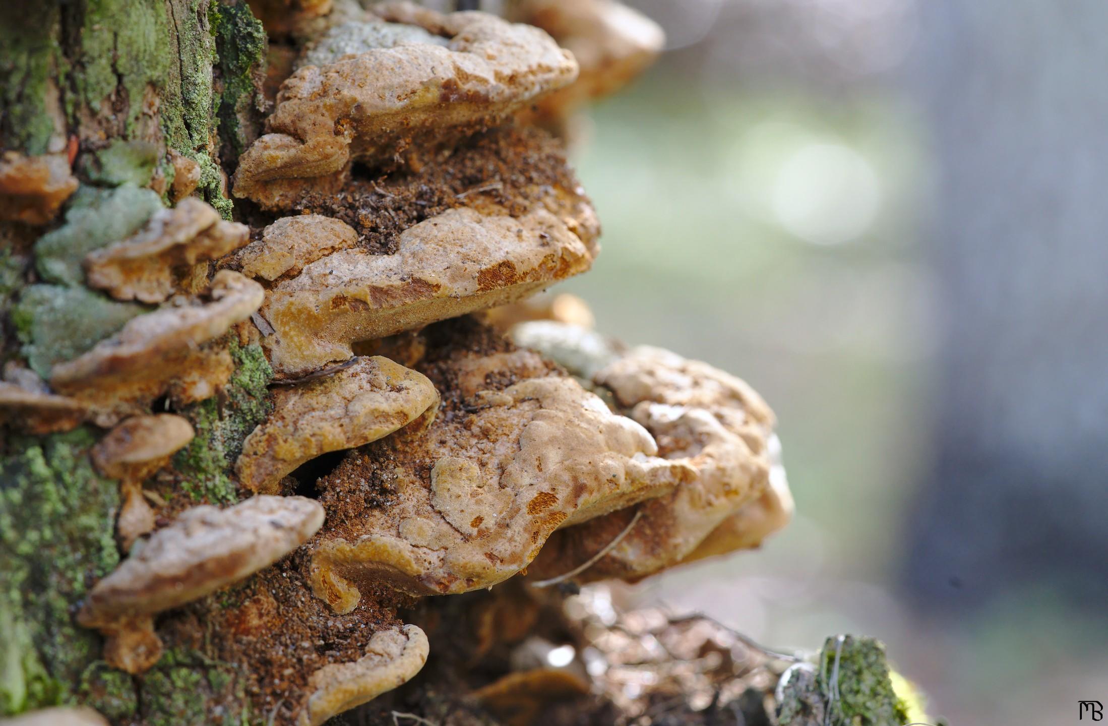 Fungi on tree stump