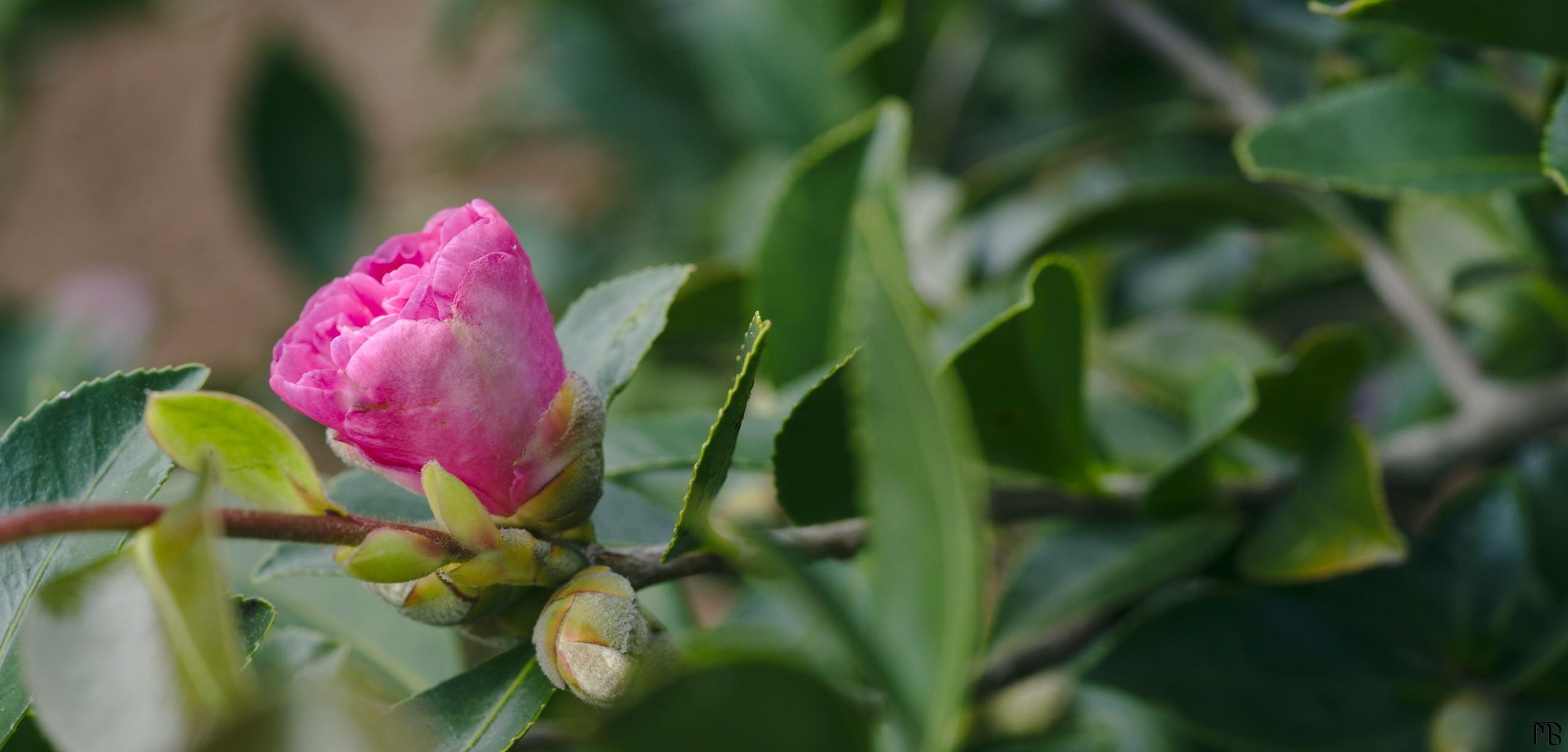 Pink flower on branch