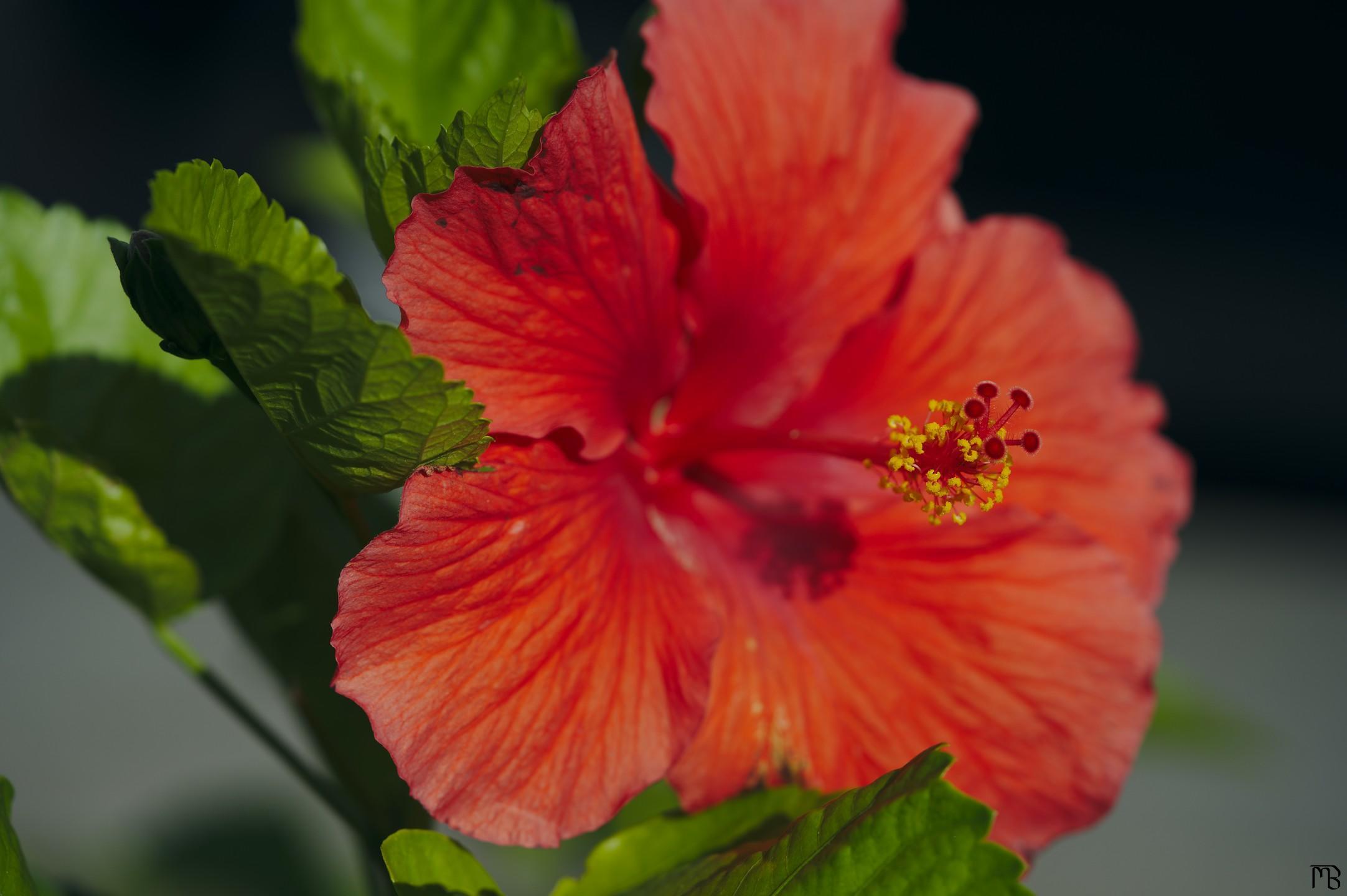 Red flower on bush