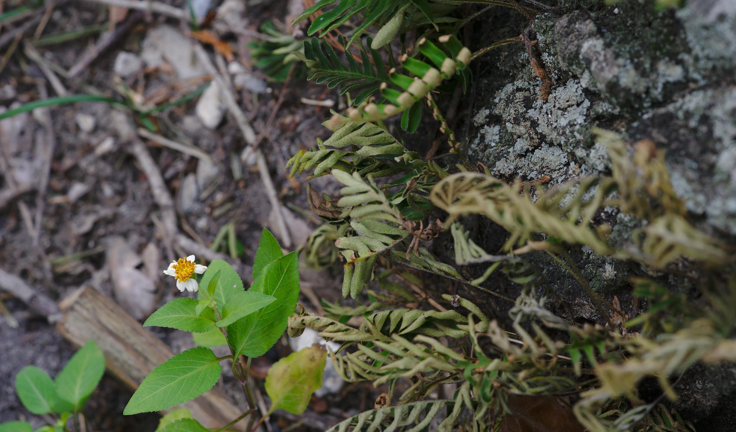 Daisy near ferns