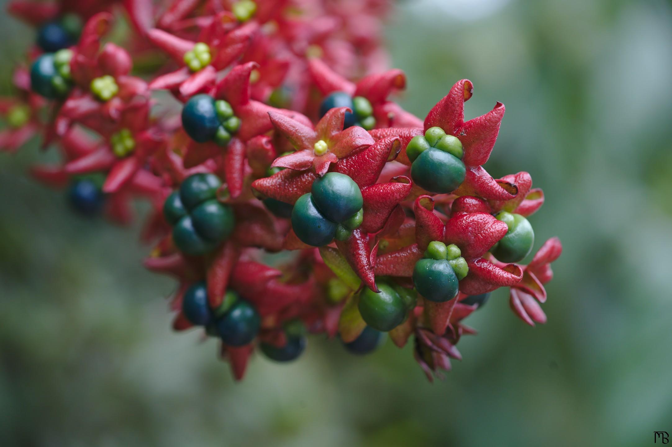 Red plant with berries