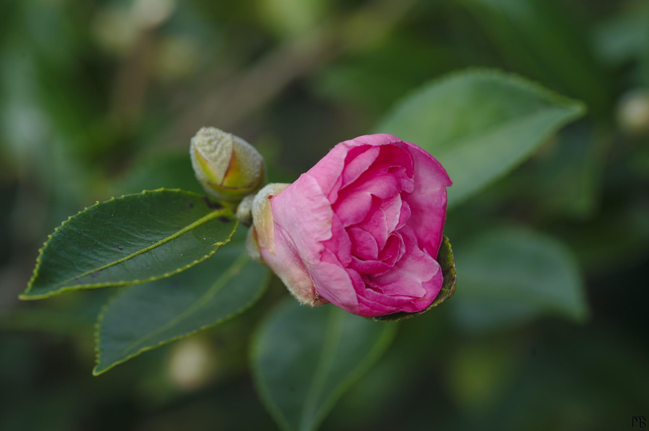 Pink flower in bush