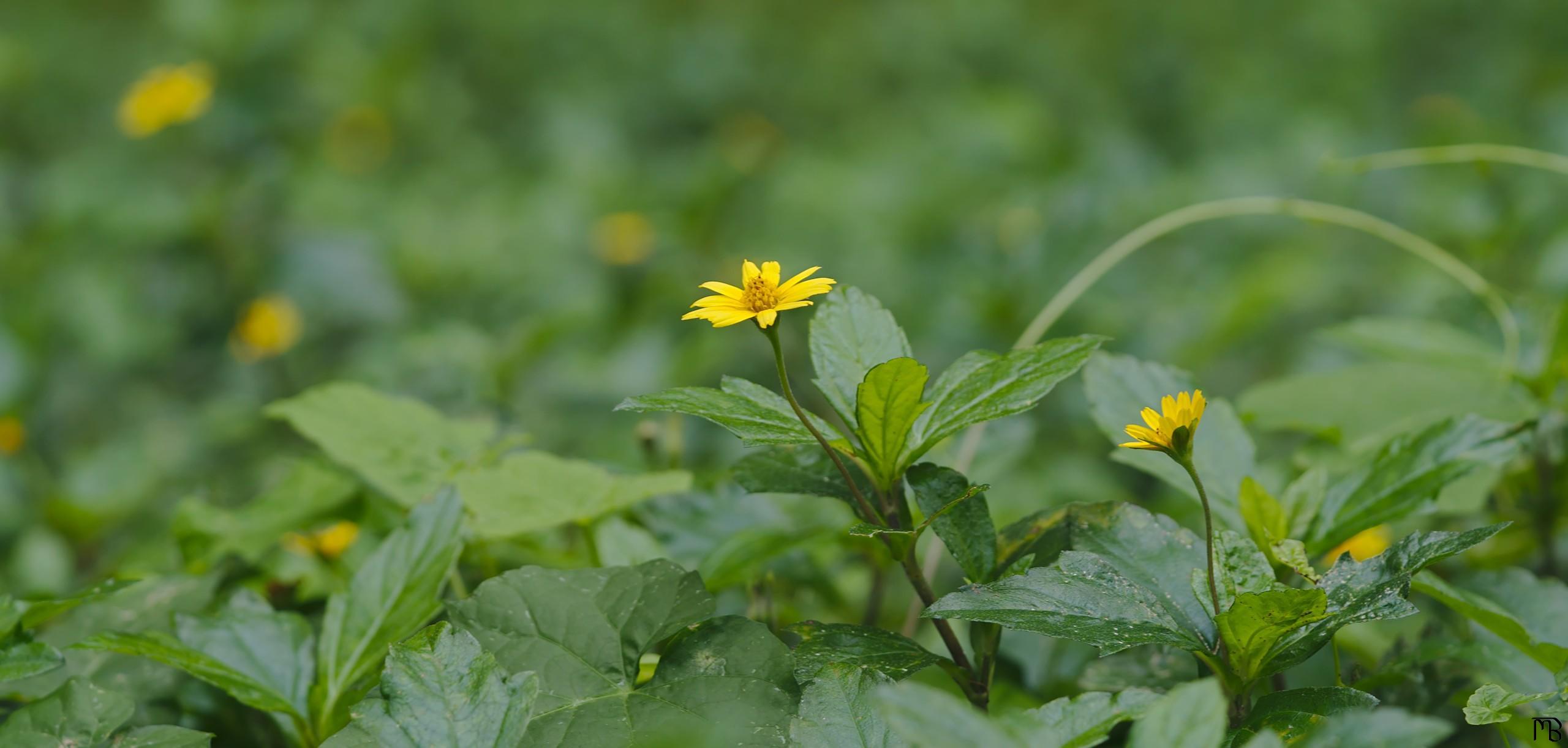 Patch of yellow flowers