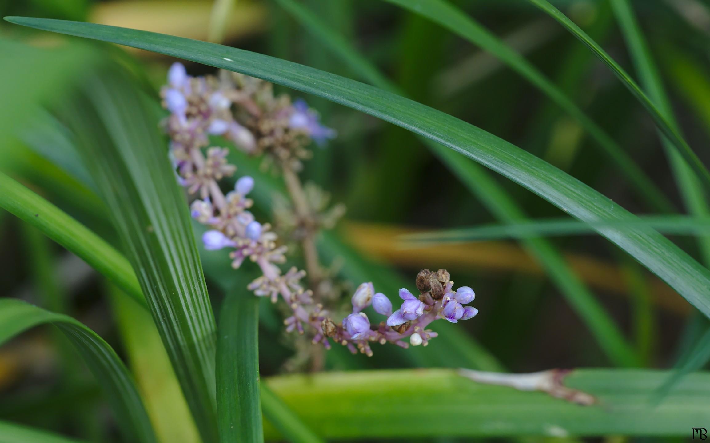 Light purple buds on stem