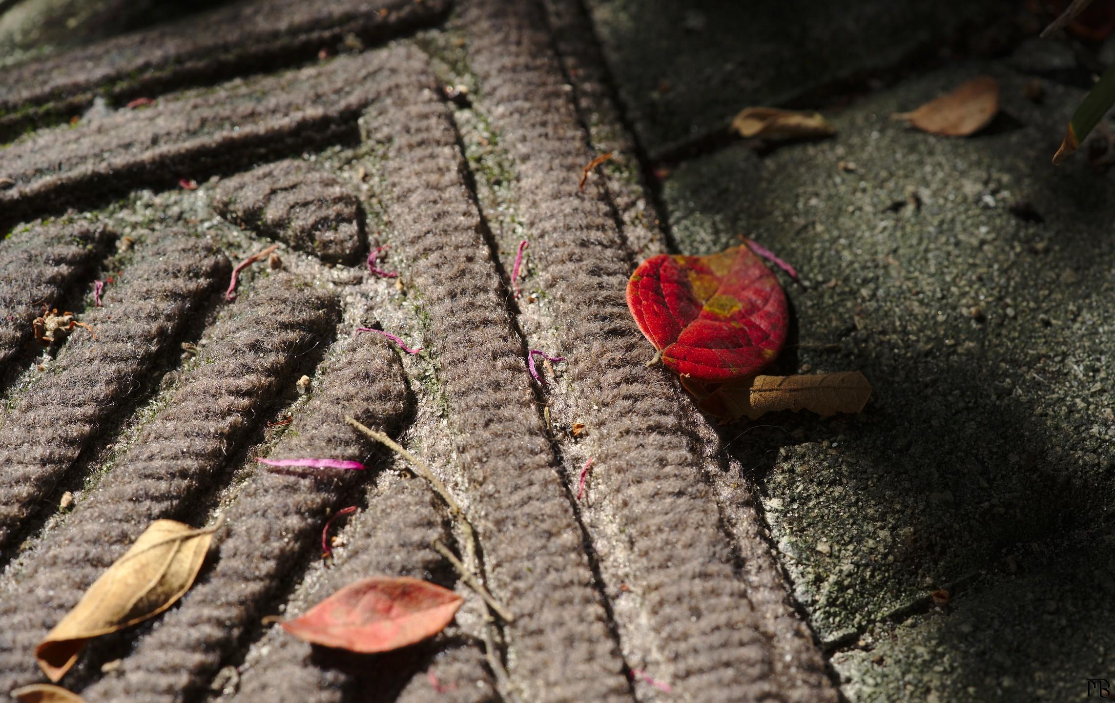 Red leaf on mat