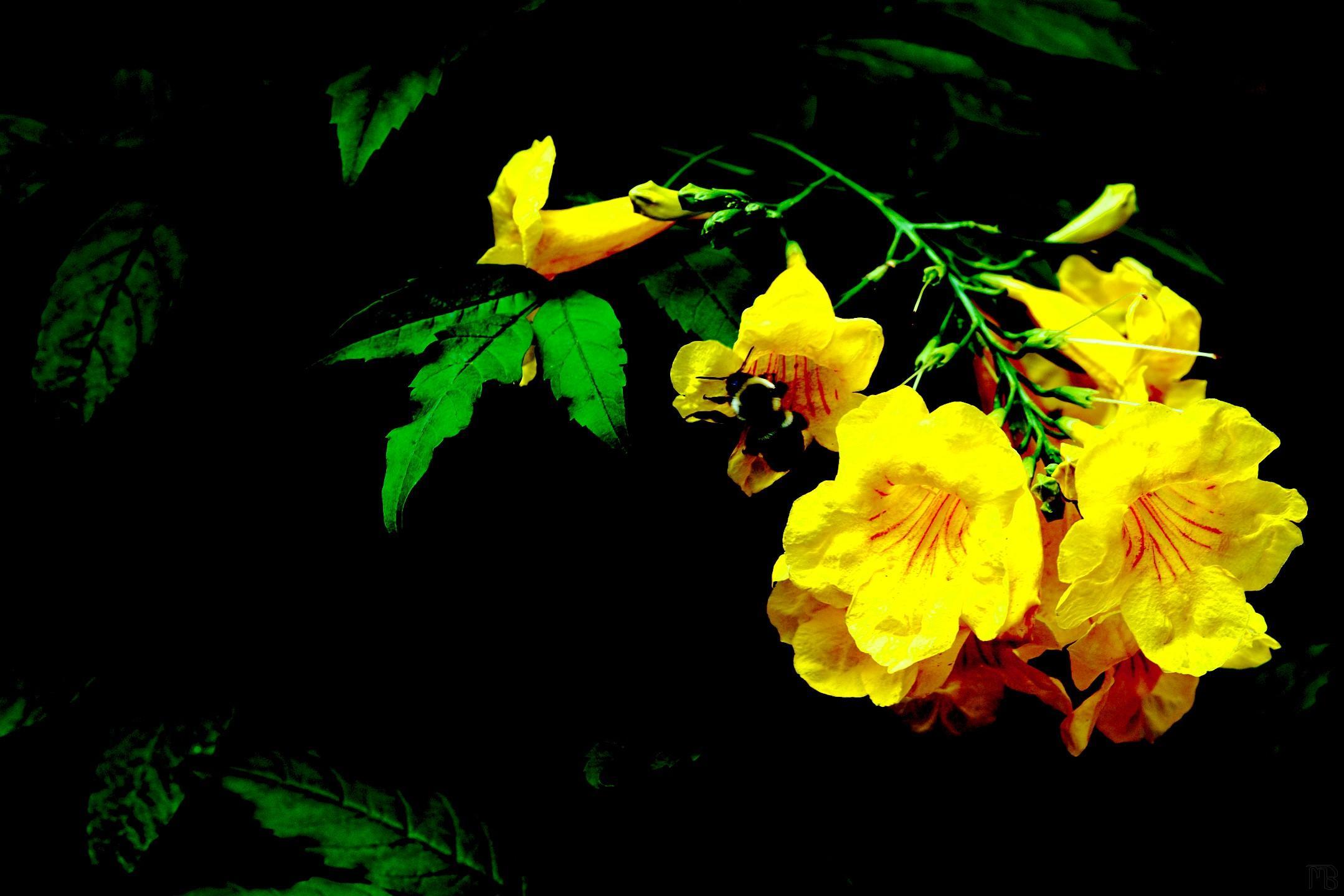 Arty yellow flowers with bee