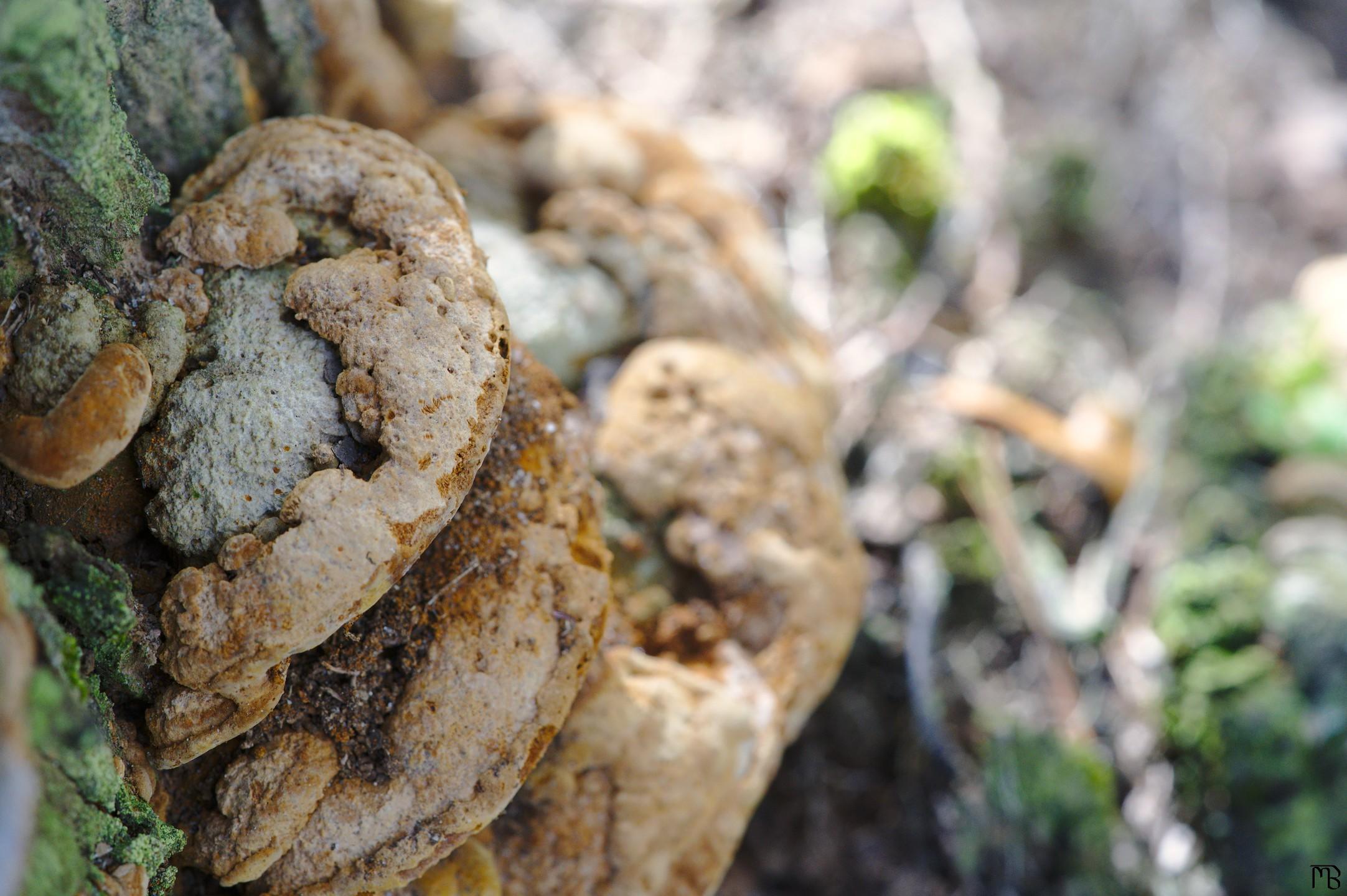 Mushrooms on stump