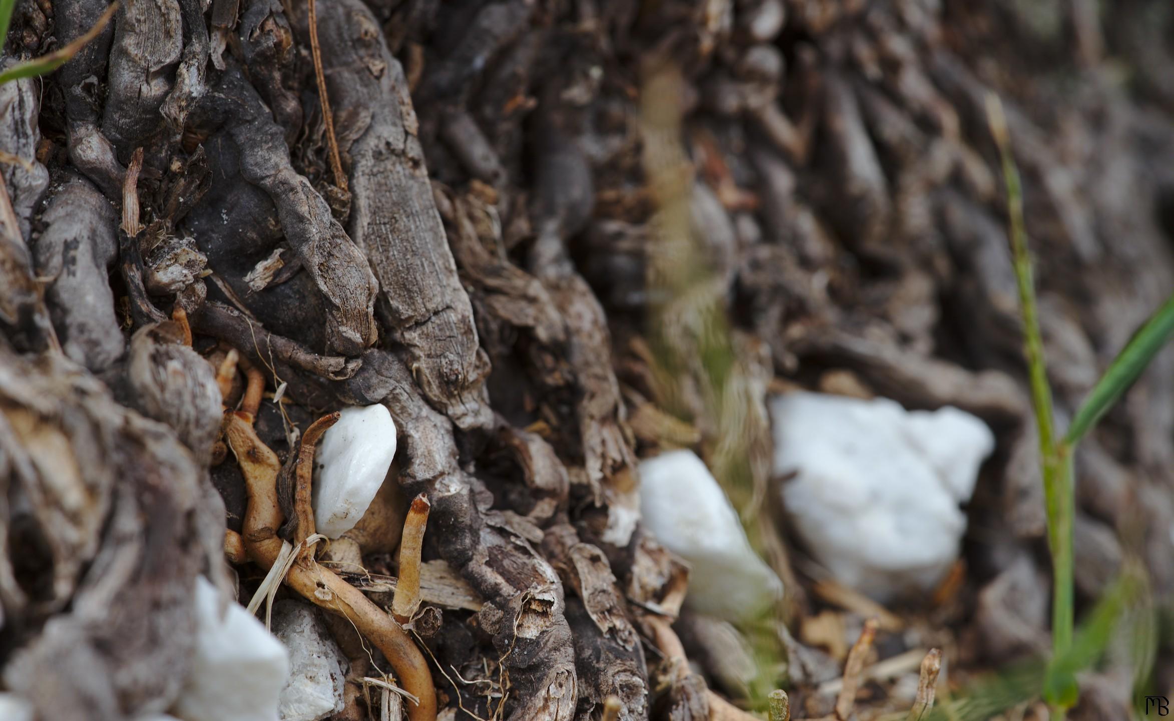 White stones in roots