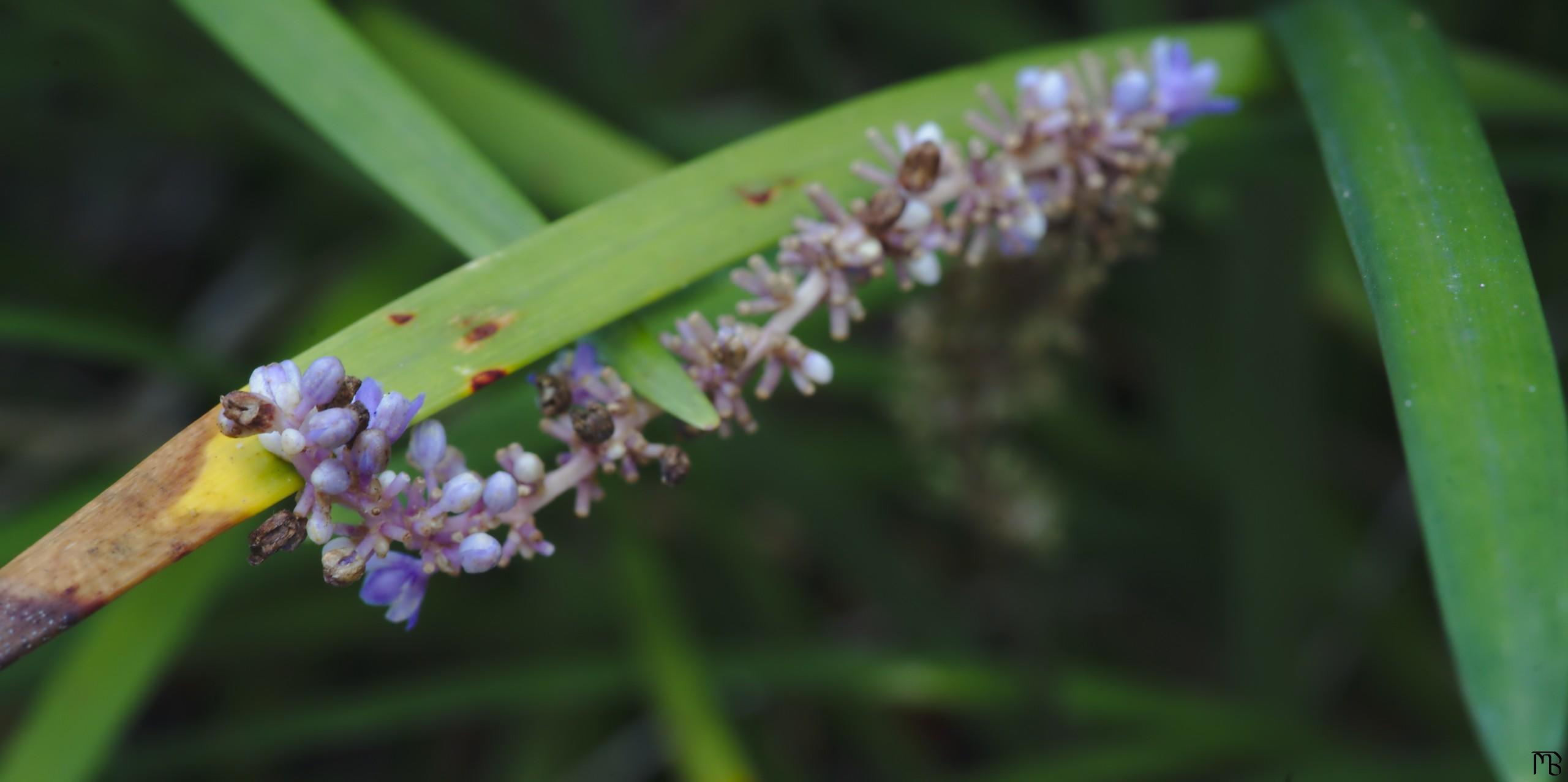 Purple flower on leaf