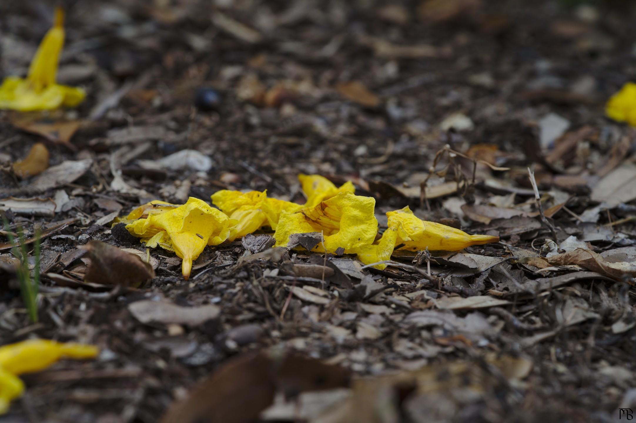 Yellow flowers on ground