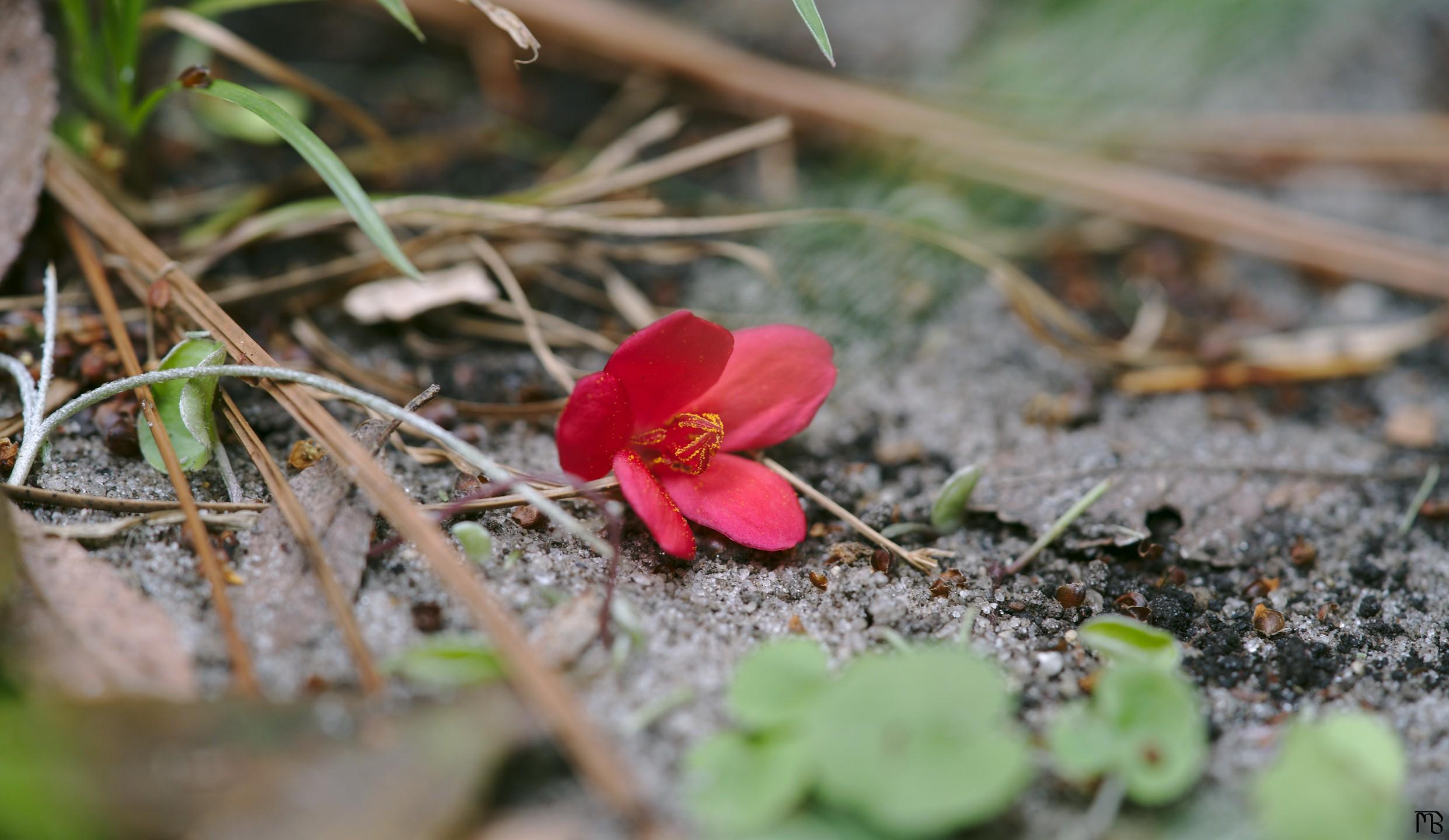 Red flower on ground