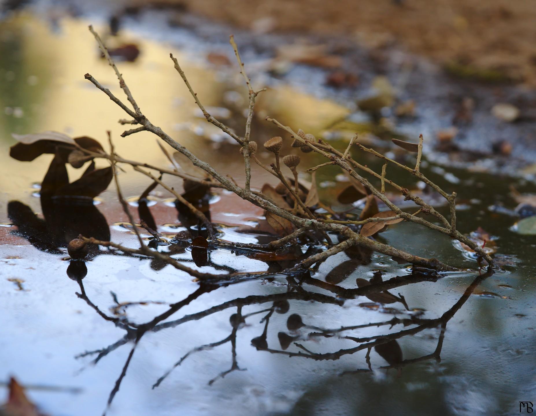 Branch reflected in puddle