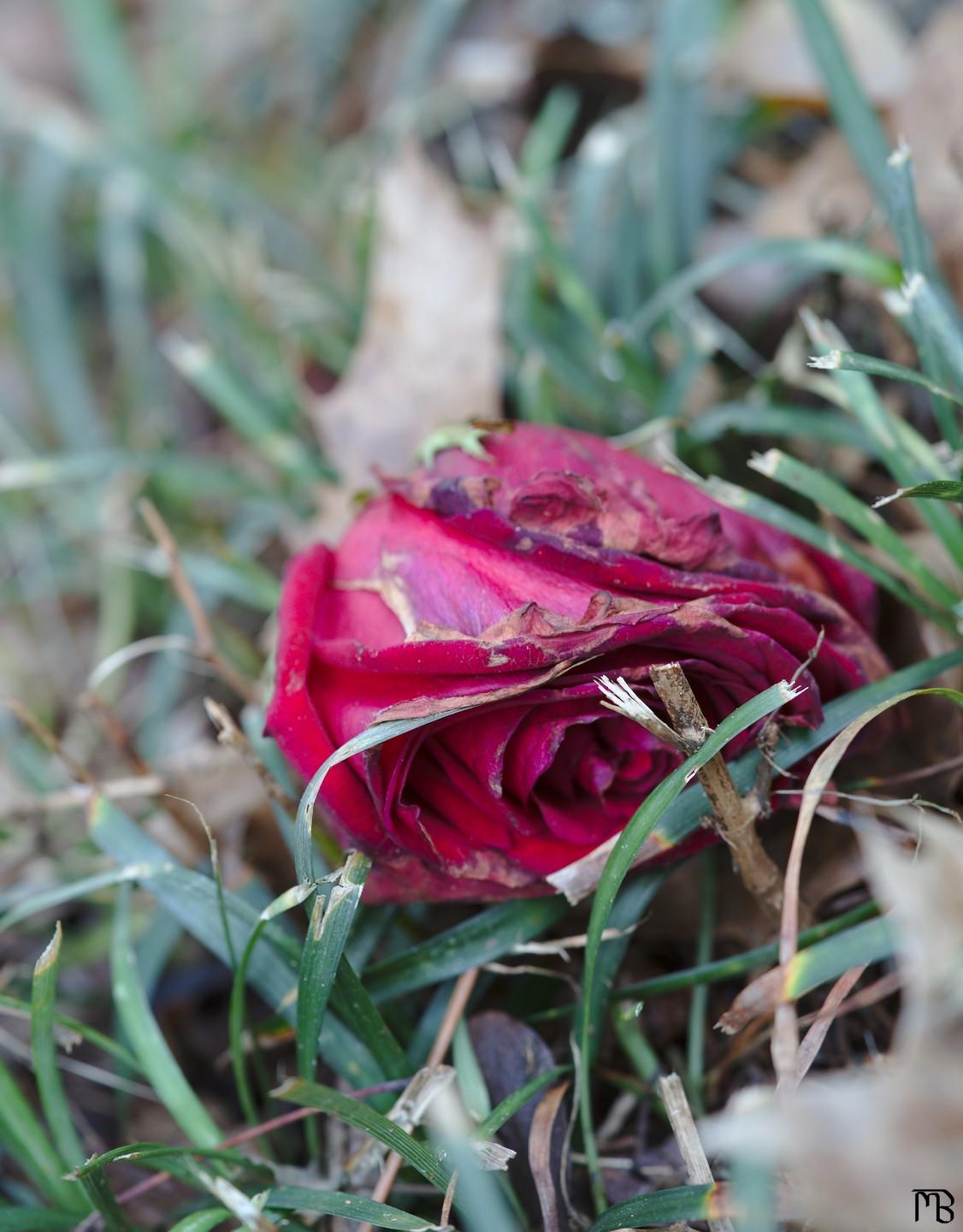 Red flower in grass