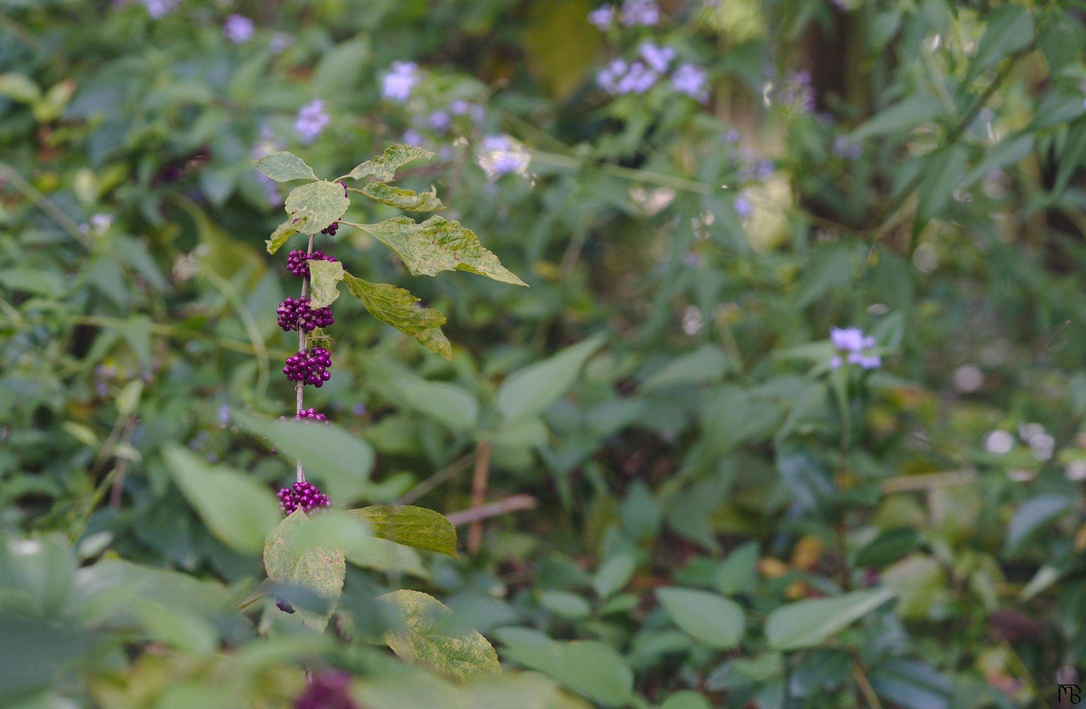 Purple berries near pink petals