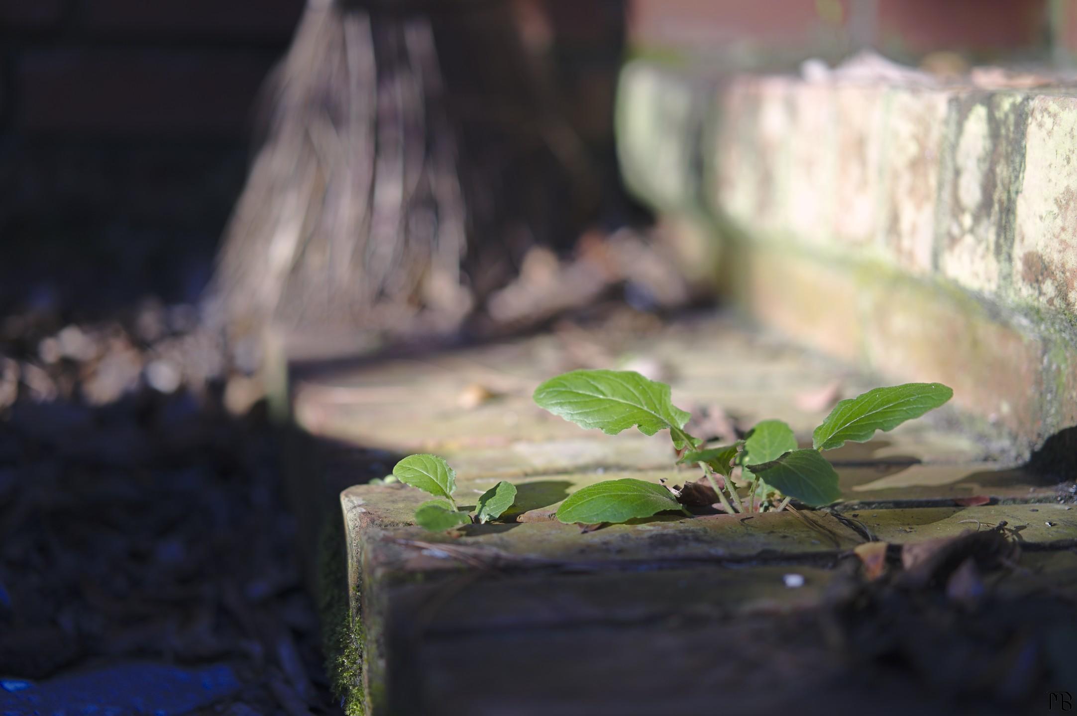 Green plant sprouting from brick step