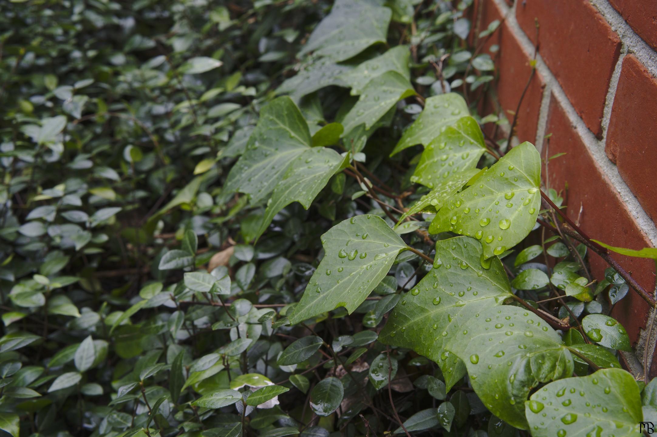 Dew covered leaves near brick wall