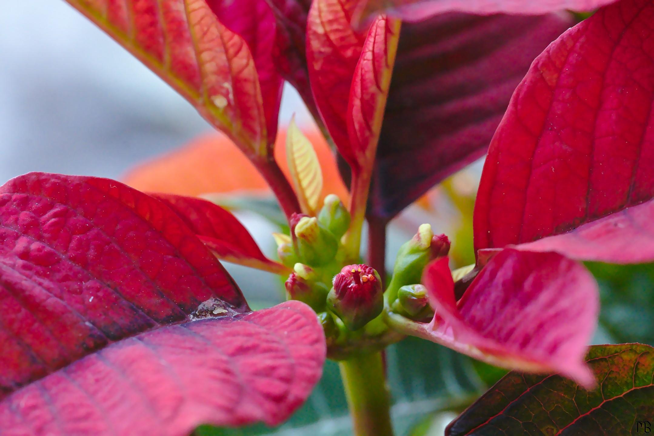 Red flower bud