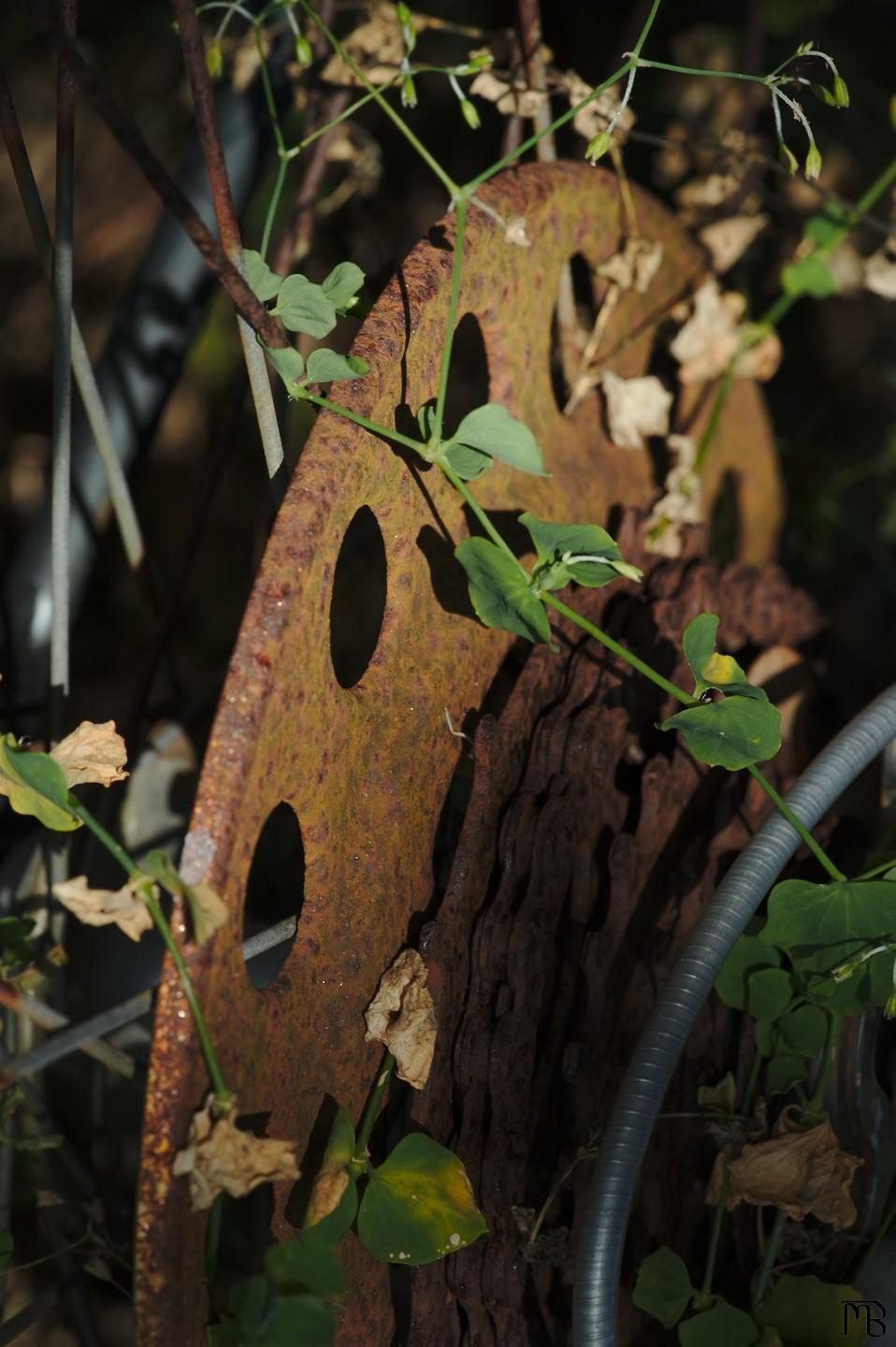 Rusty bike gear in weeds