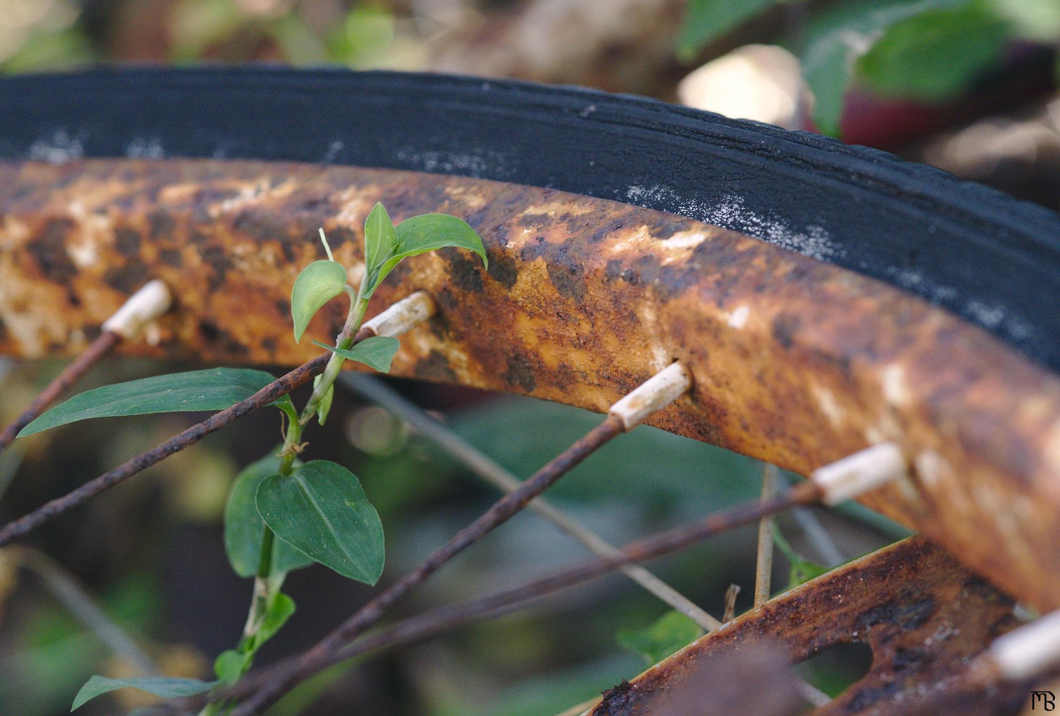 Rusty bike wheel next to growing green plant