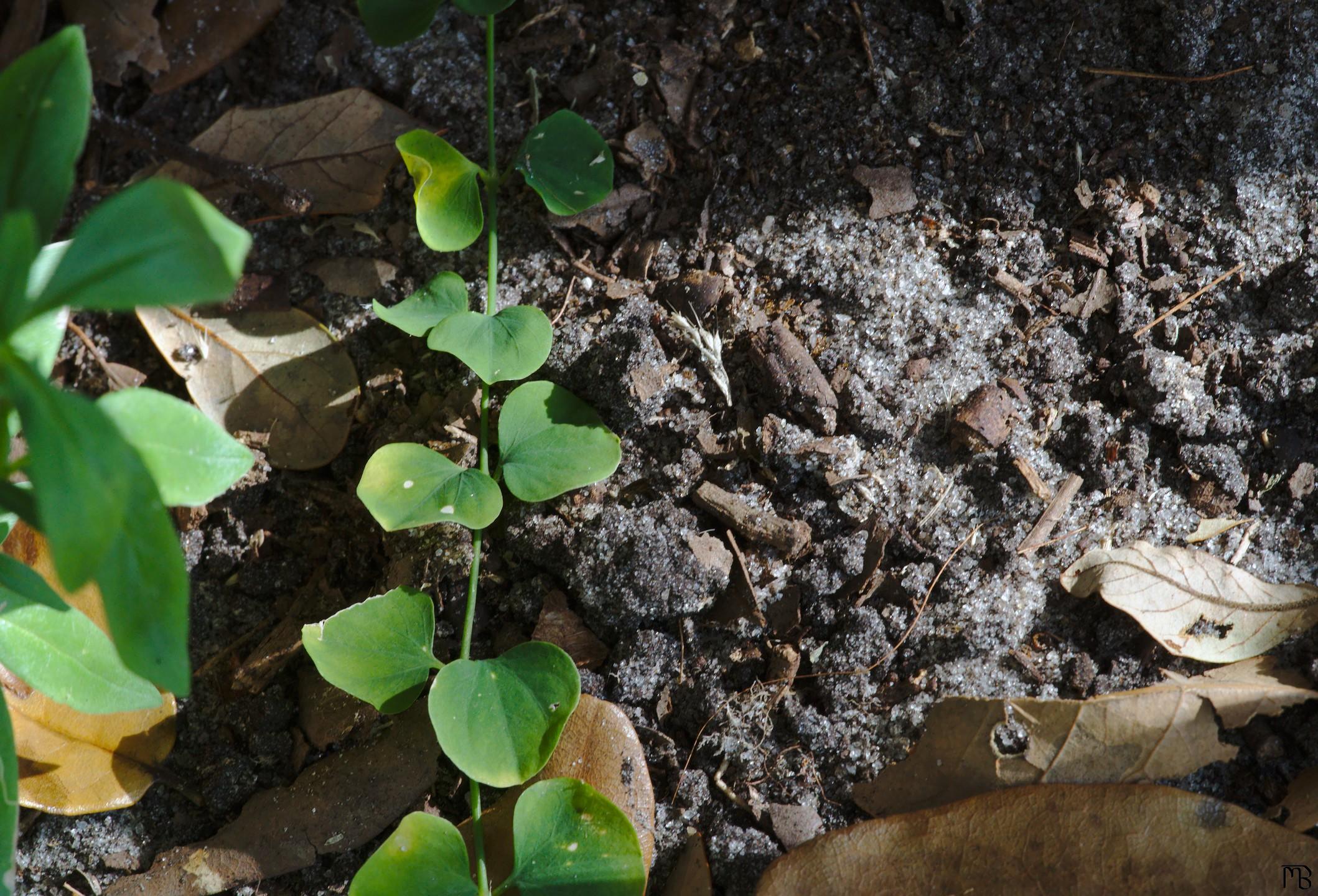 Vine running along dirt ground