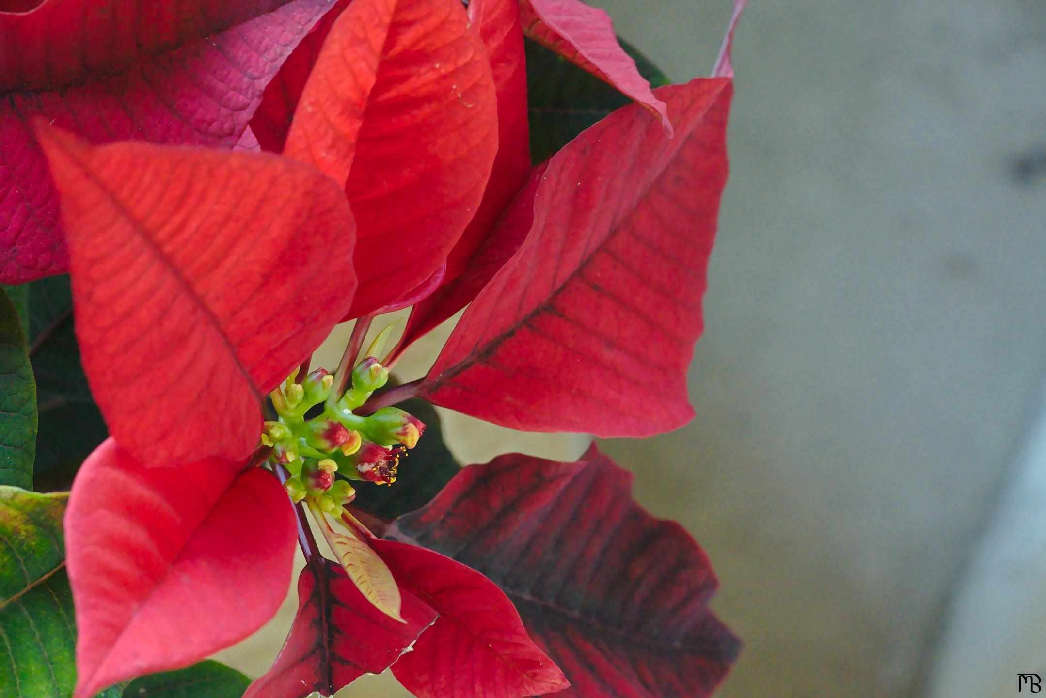 Red flower near white wall