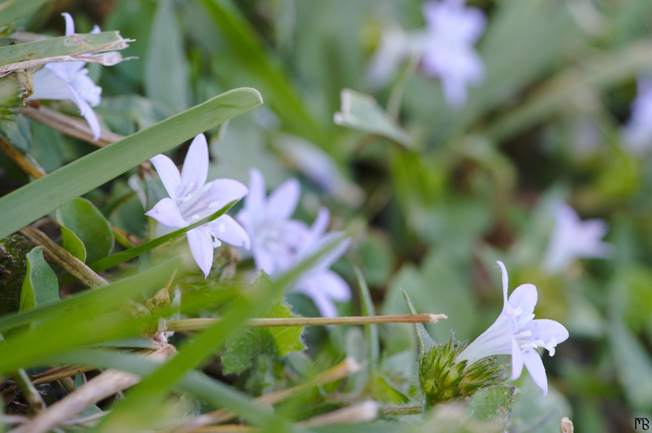 White flowers peaking above grass