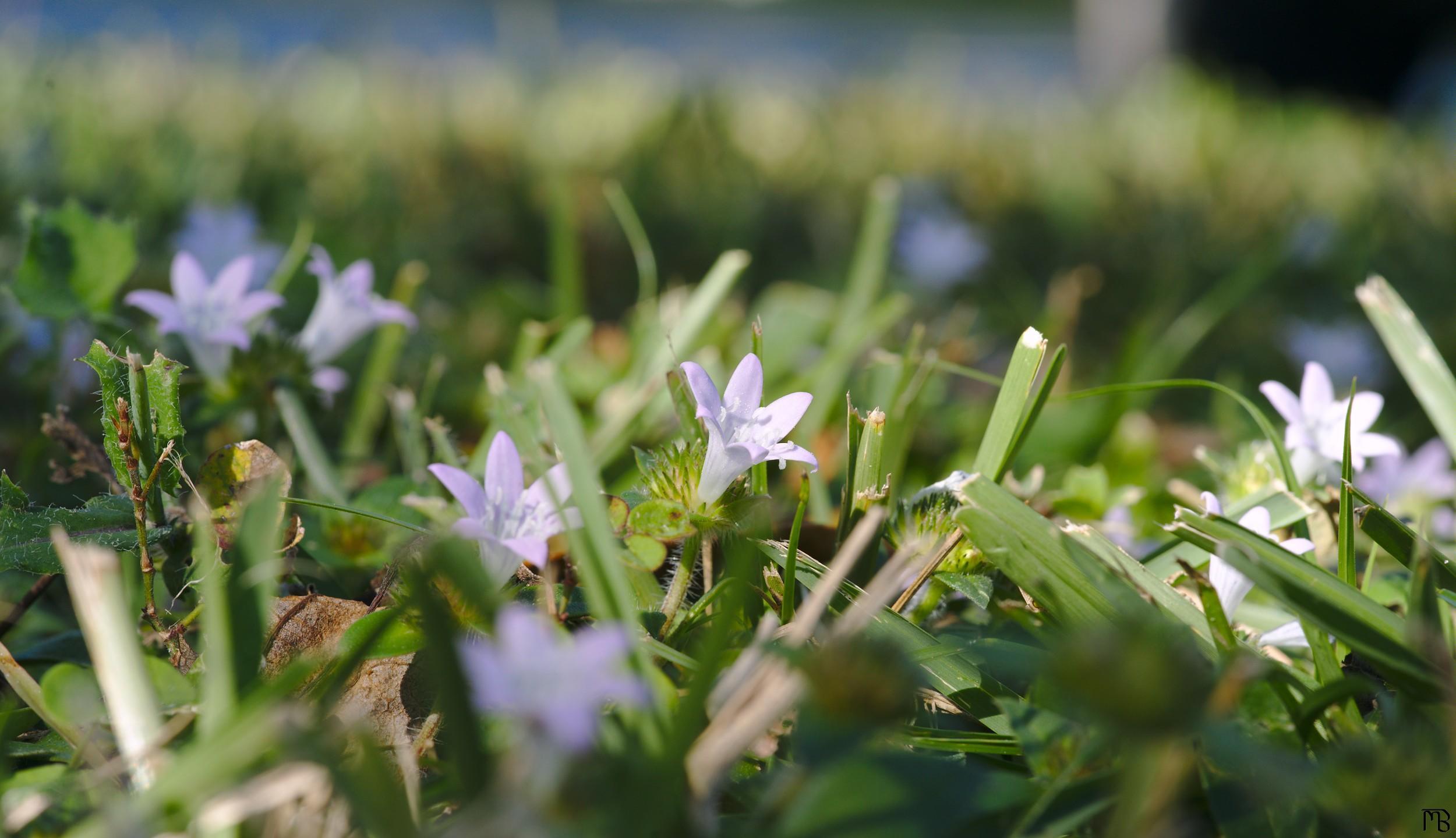 White flowers in grass